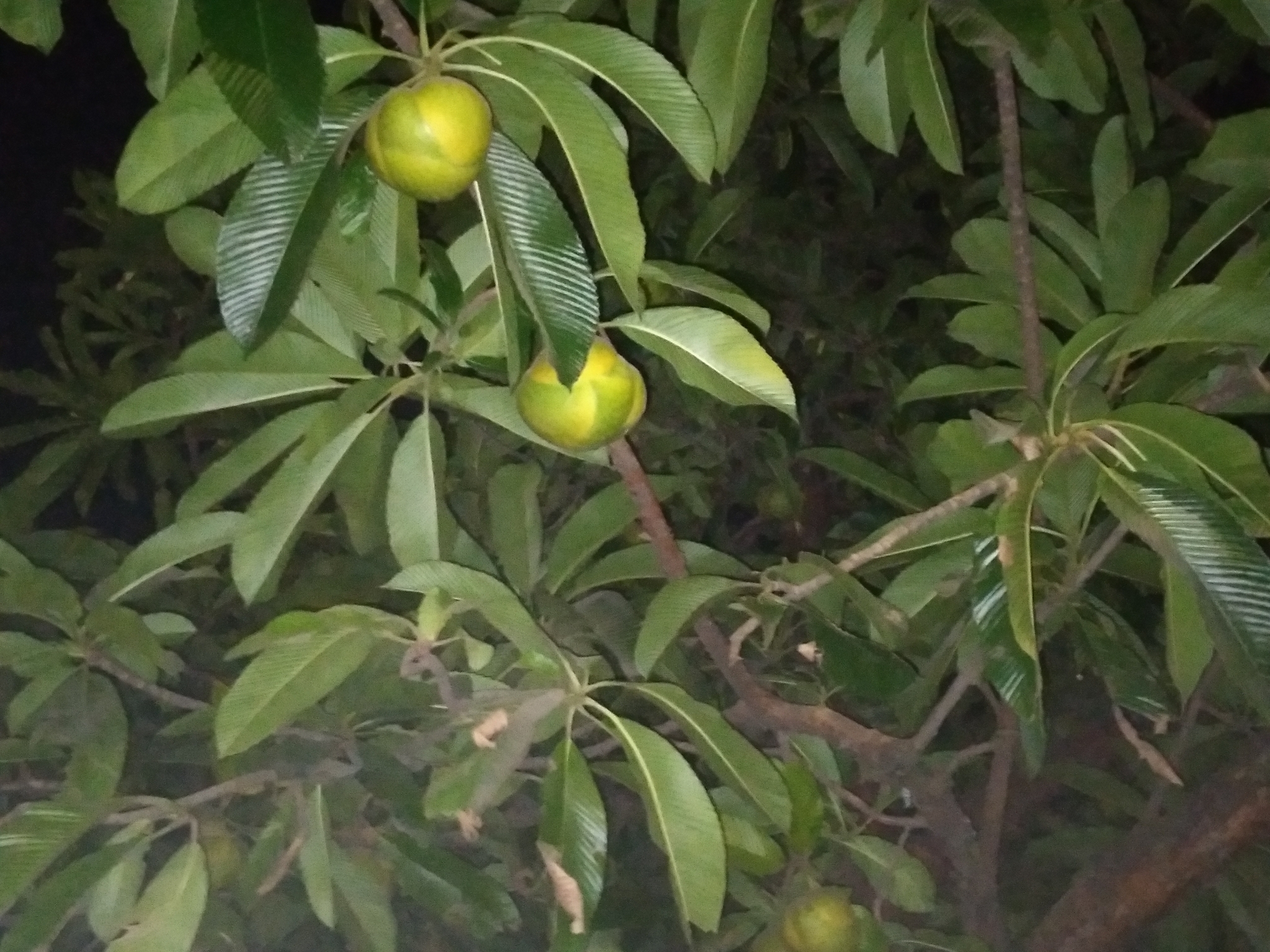Photo of elephant apple (7/10)