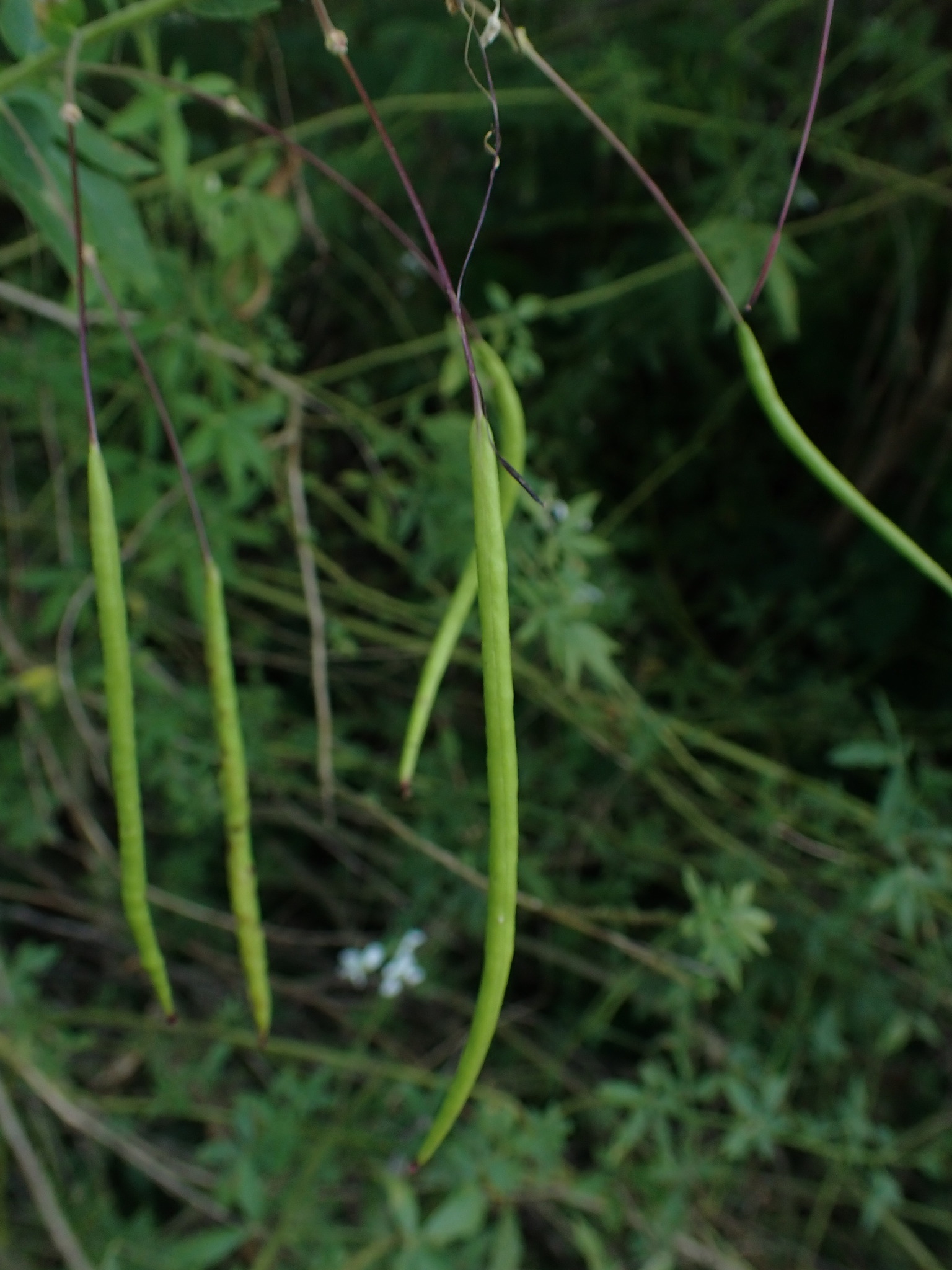 Photo of Spider flower (3/8)