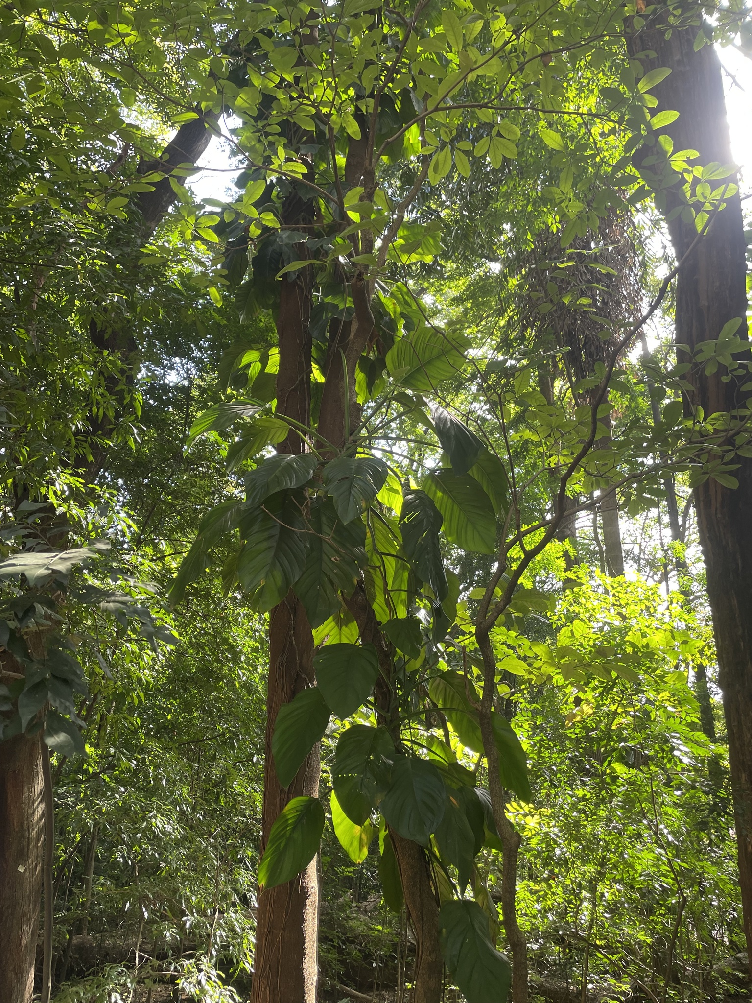 Photo of Monstera adansonii blanchetii (5/8)