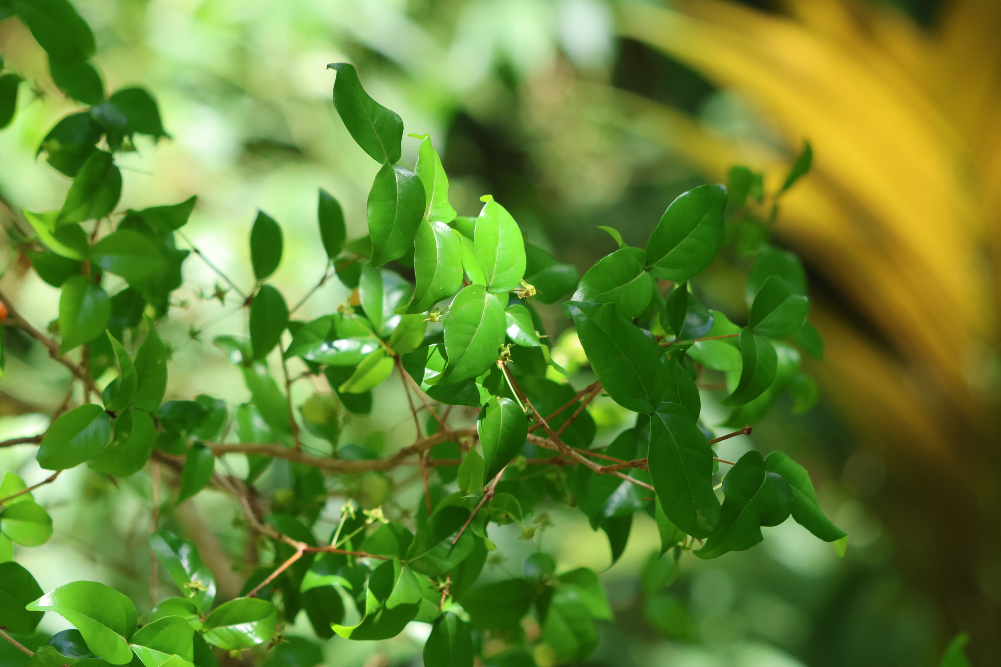 Photo of Surinam cherry (3/12)