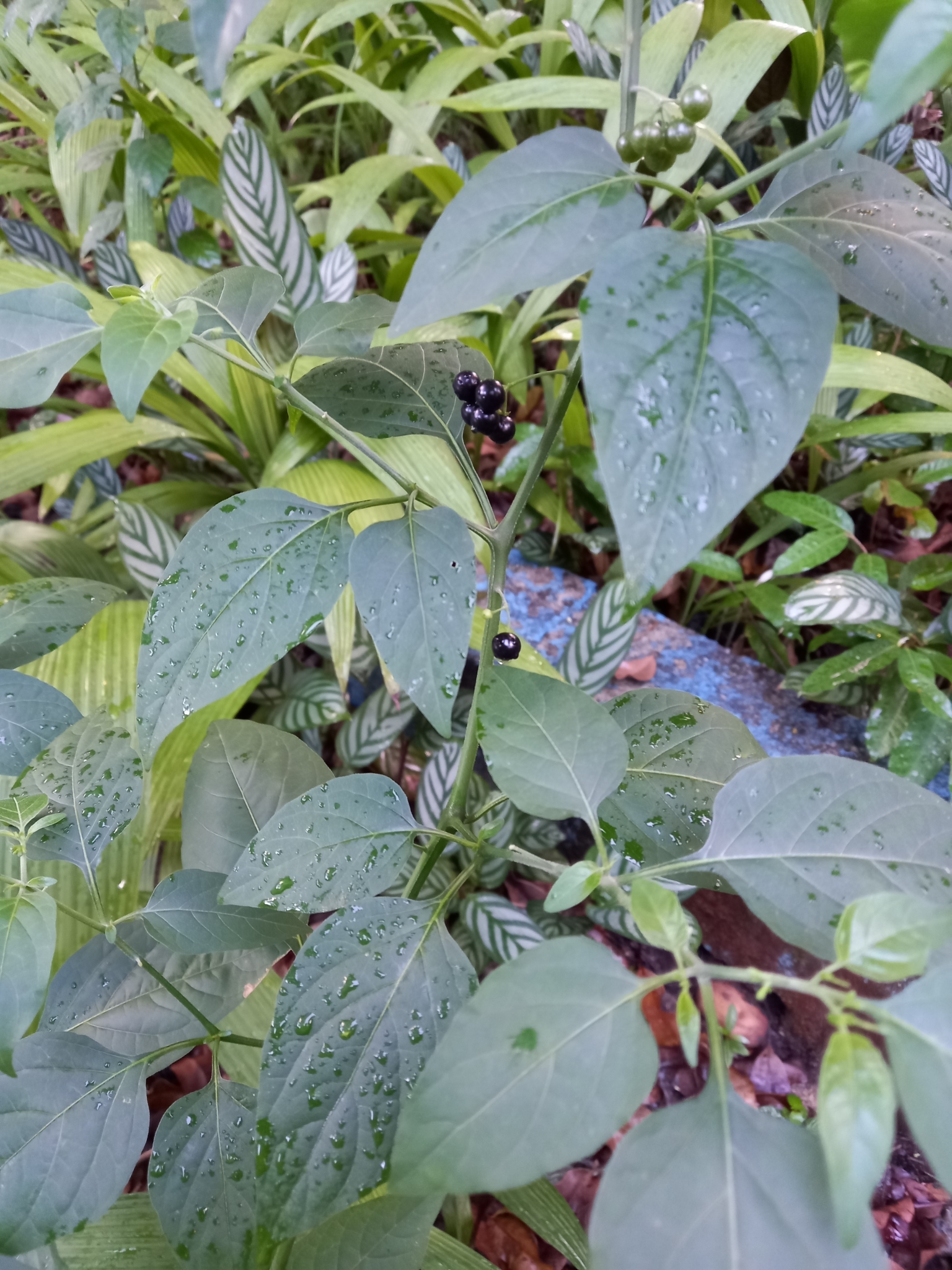 Photo of American black nightshade (3/10)