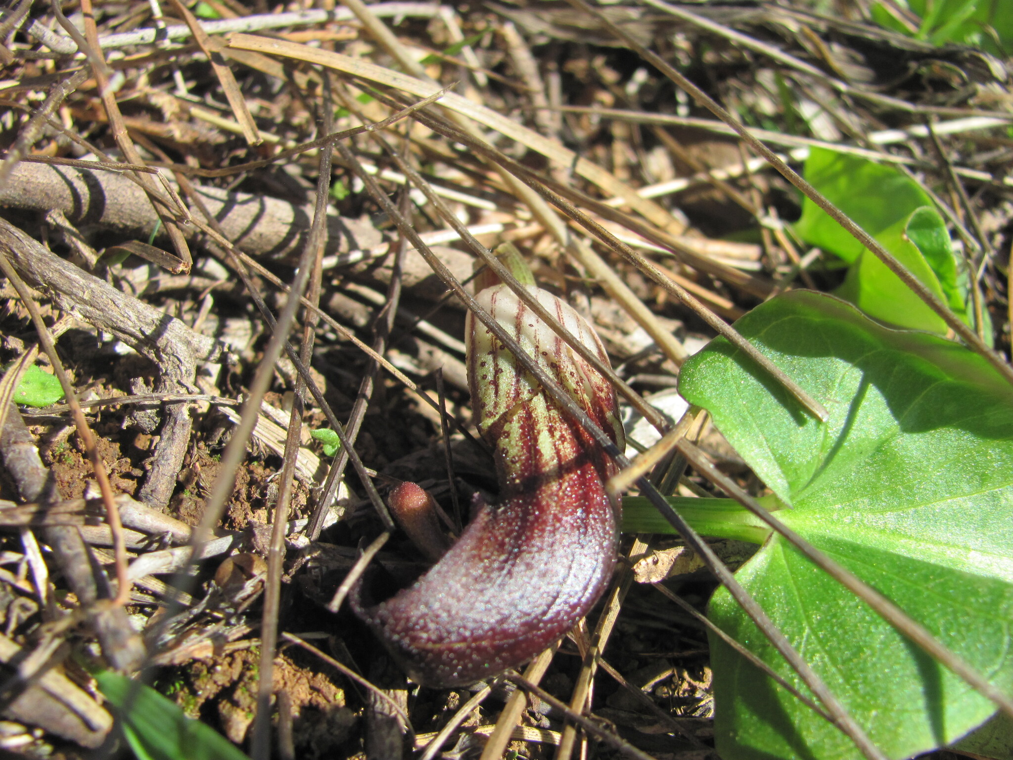 Photo of Arisarum simorrhinum (10/12)