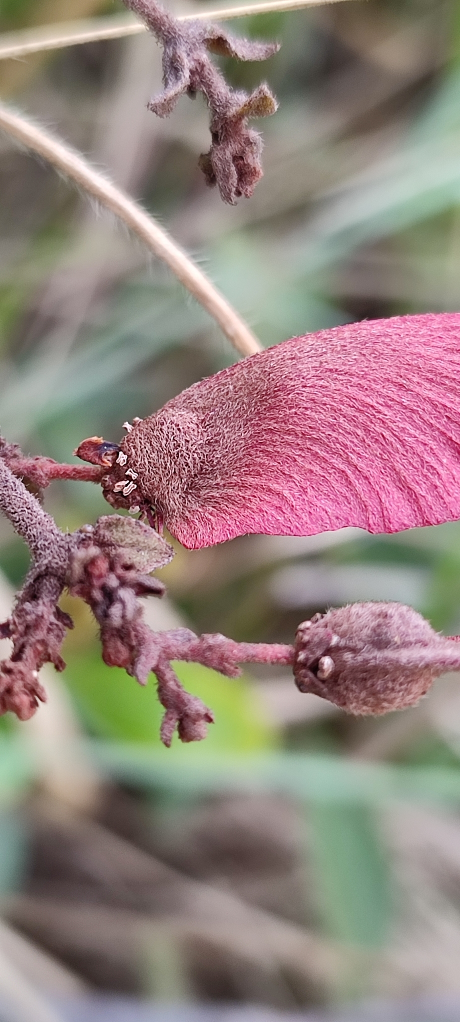 Photo of Heteropterys campestris (6/12)