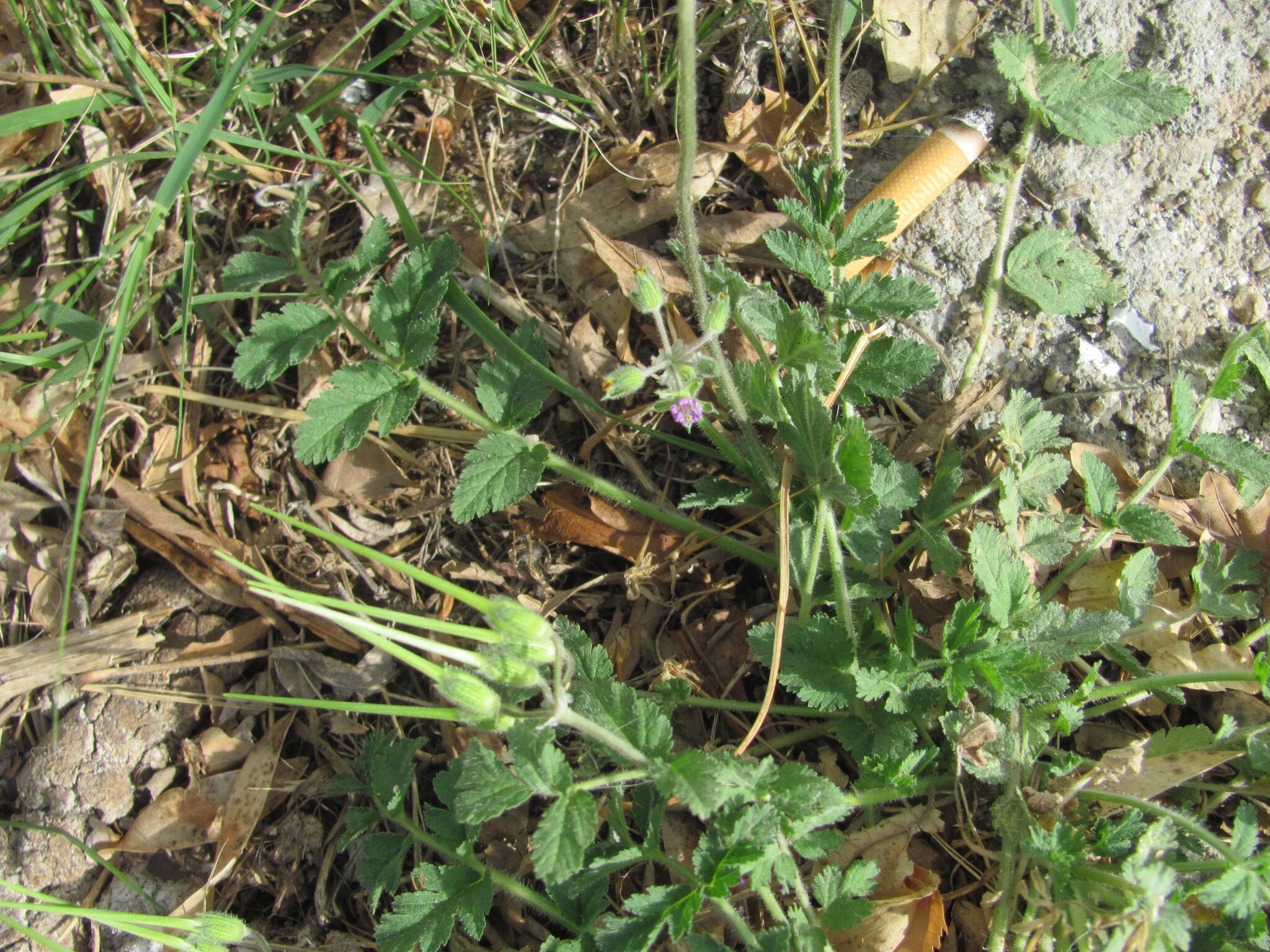 Photo of musk stork's-bill (4/12)