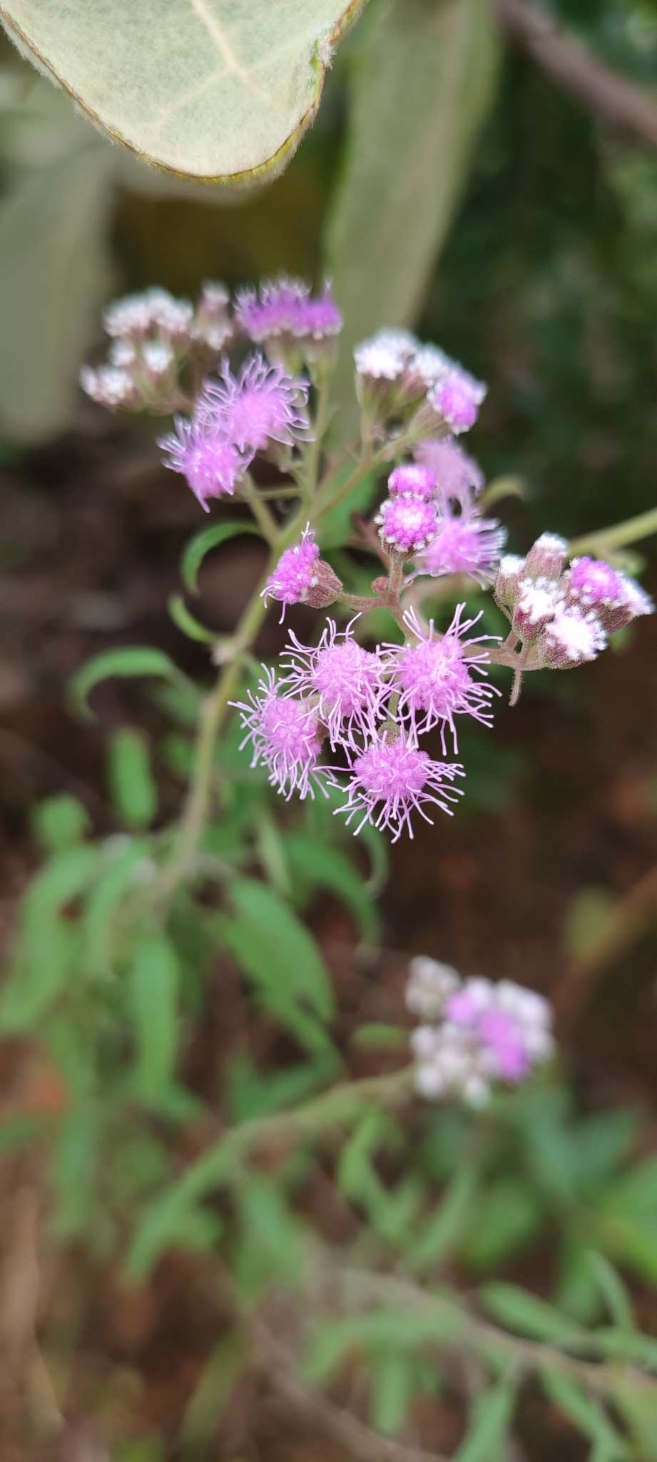 Photo of Ageratum fastigiatum (12/12)