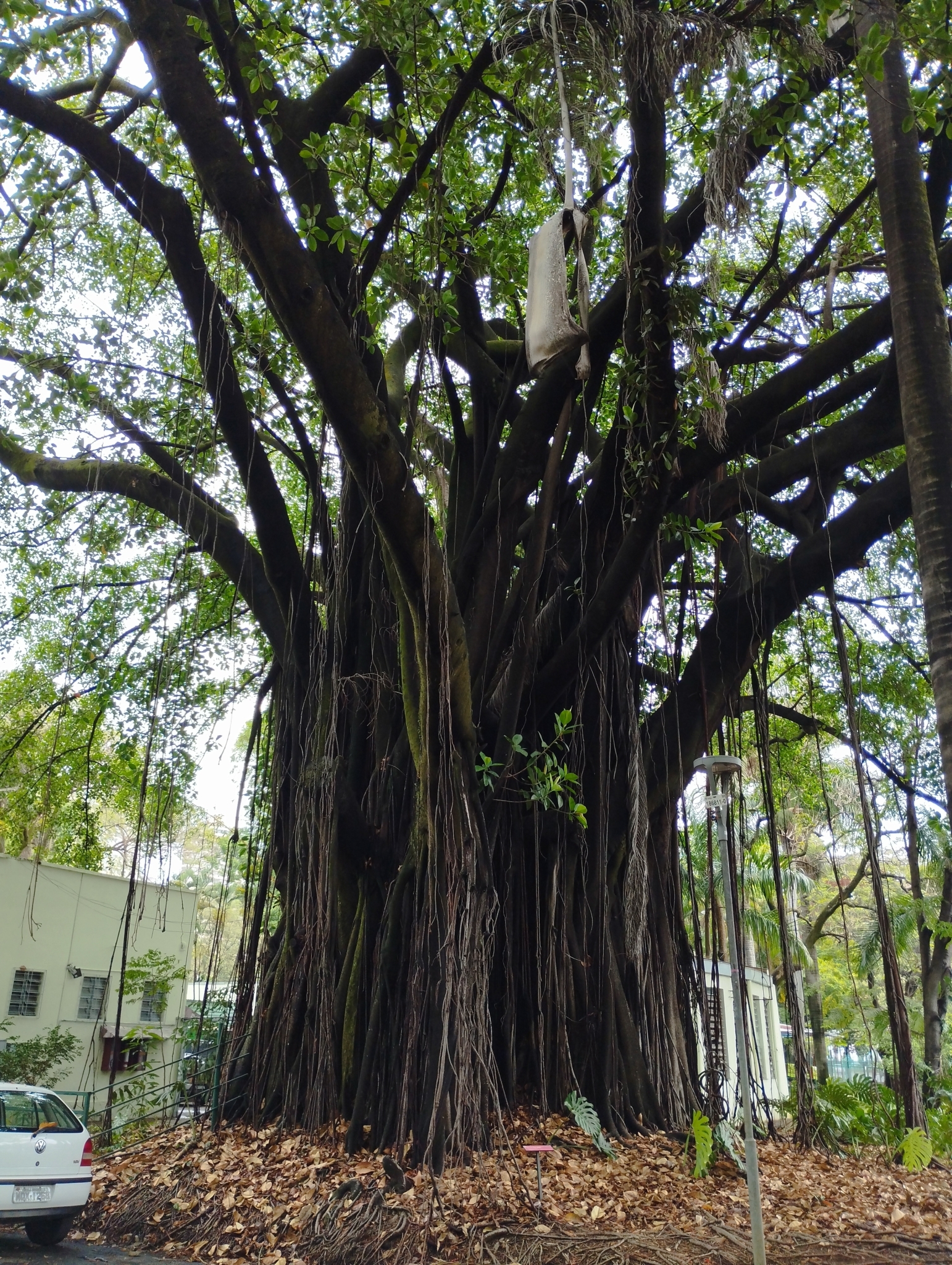 Photo of rubber plant (3/10)
