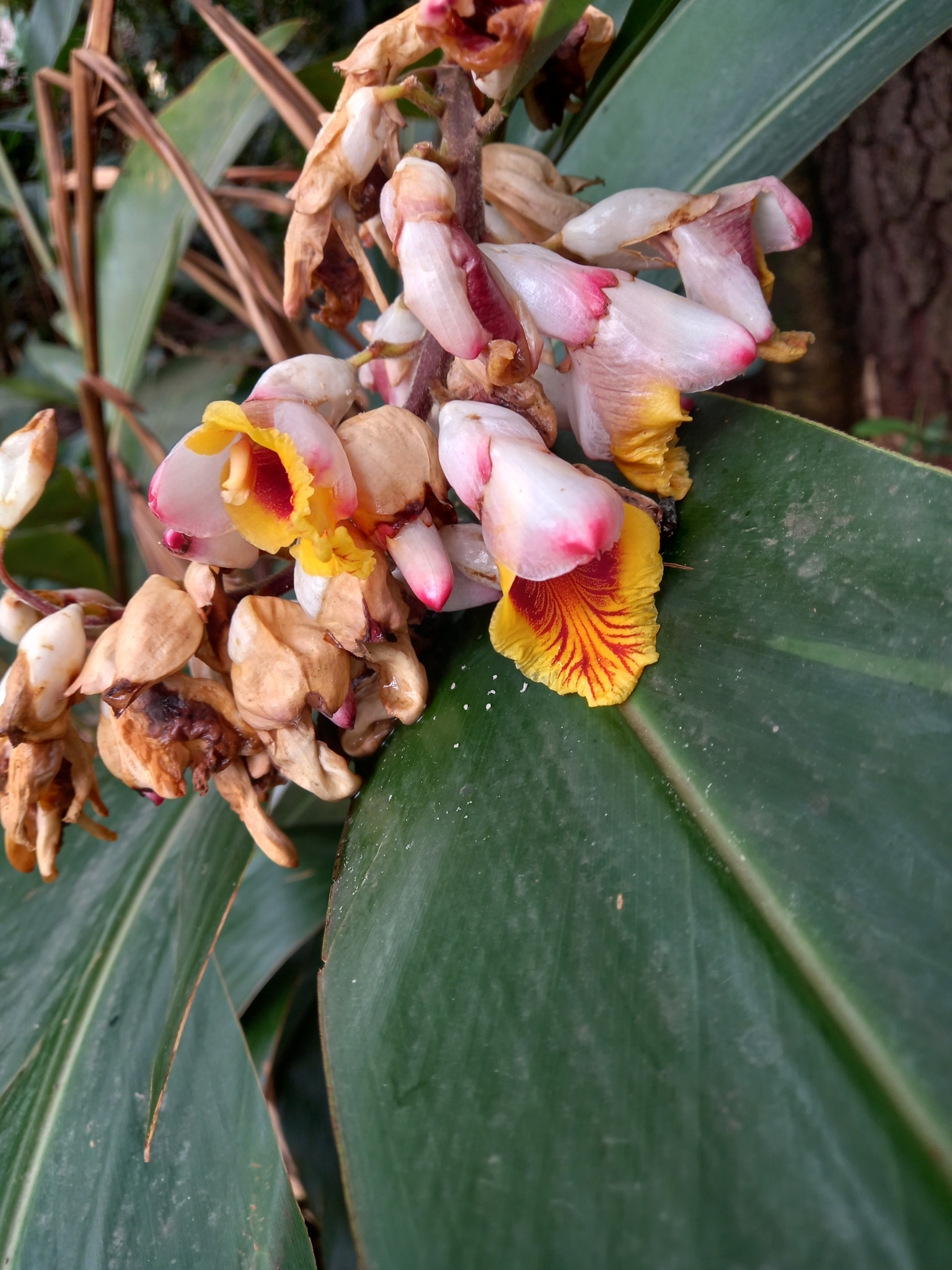 Photo of Shell ginger (3/8)