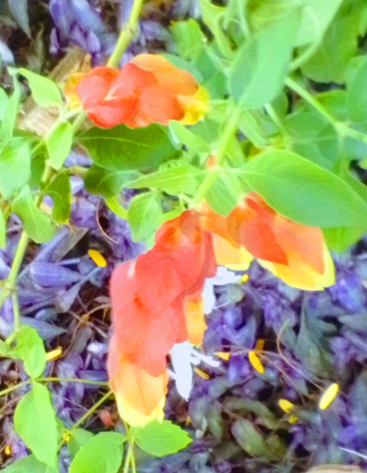 Photo of Shrimp plant (1/6)