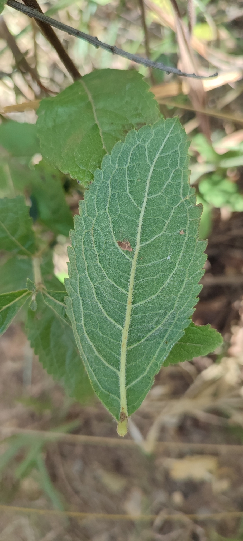 Photo of Hyptis marrubioides (5/12)