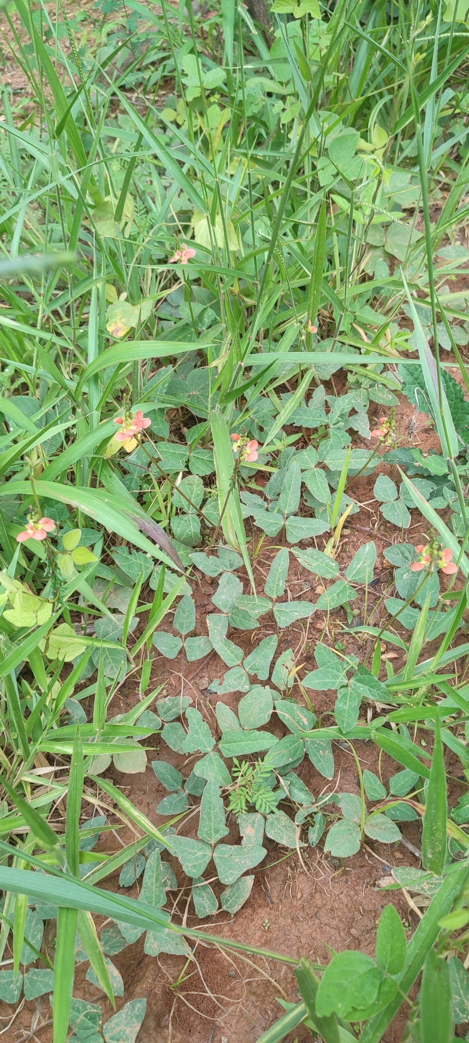Photo of Macroptilium erythroloma (11/12)