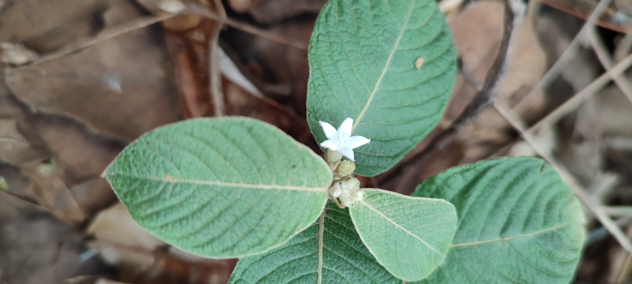 Photo of Sabicea brasiliensis (6/6)