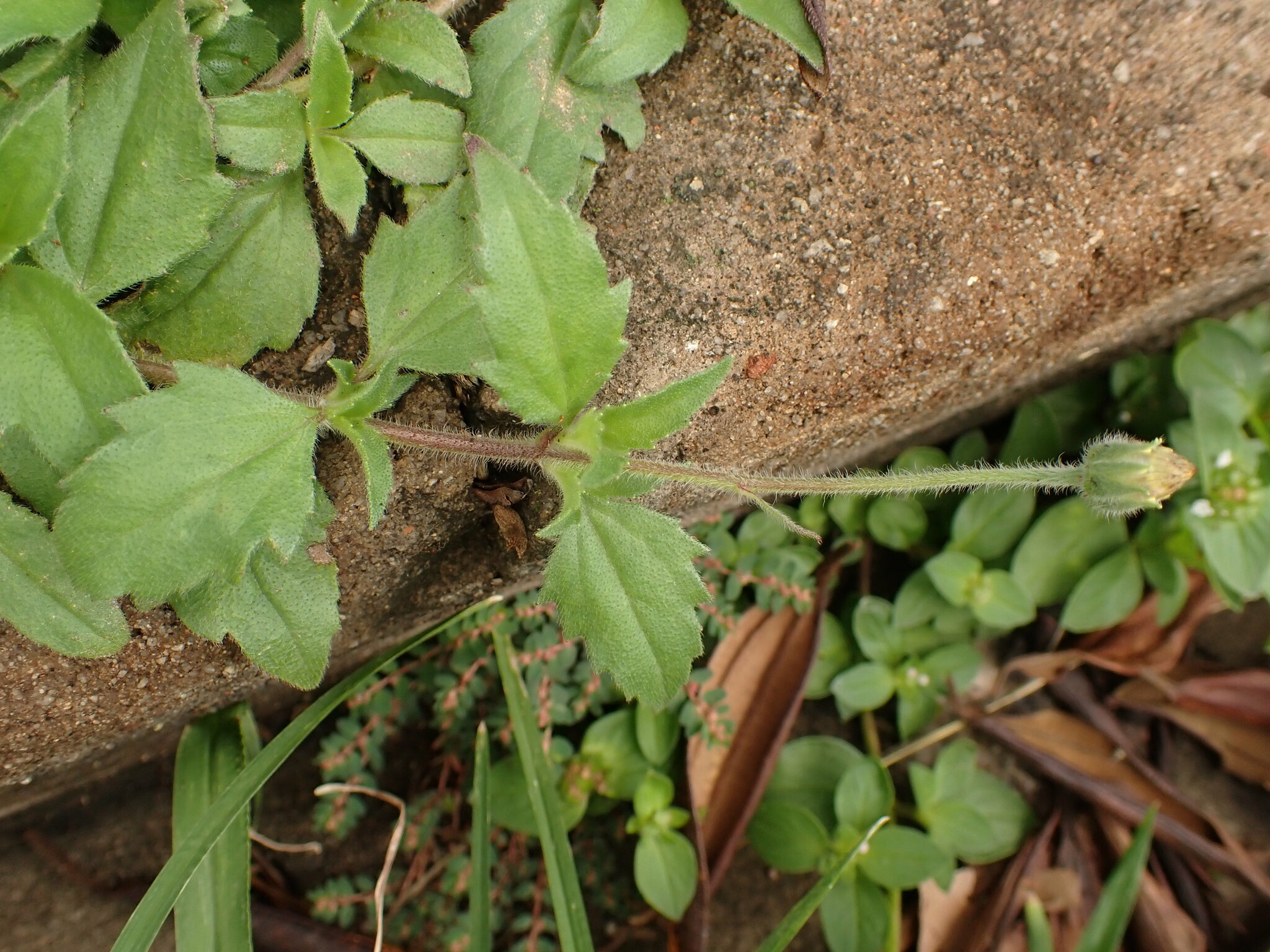 Photo of Tridax Daisy (9/12)
