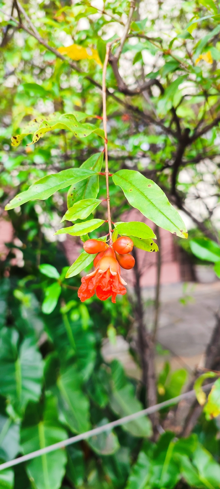 Photo of pomegranate (4/9)
