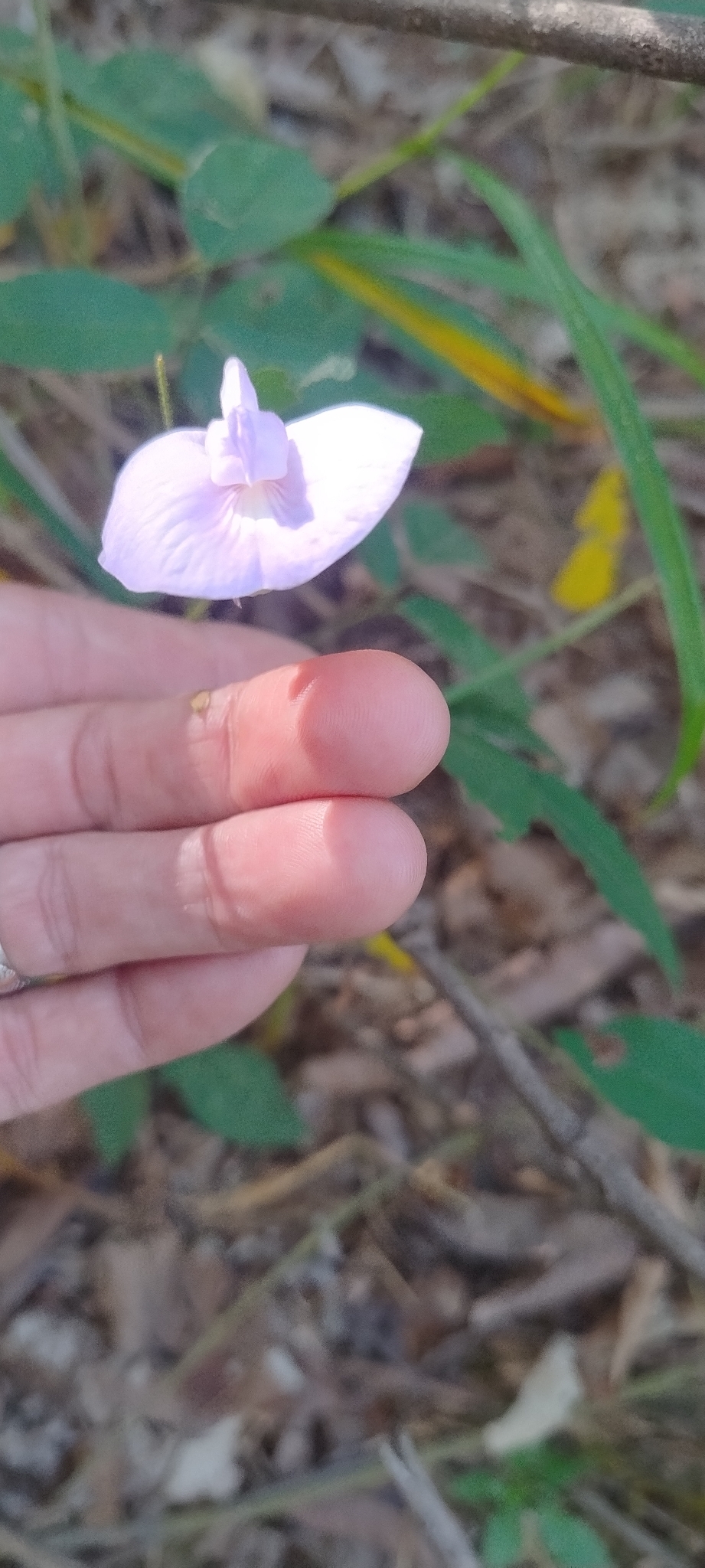 Photo of butterfly pea (5/9)