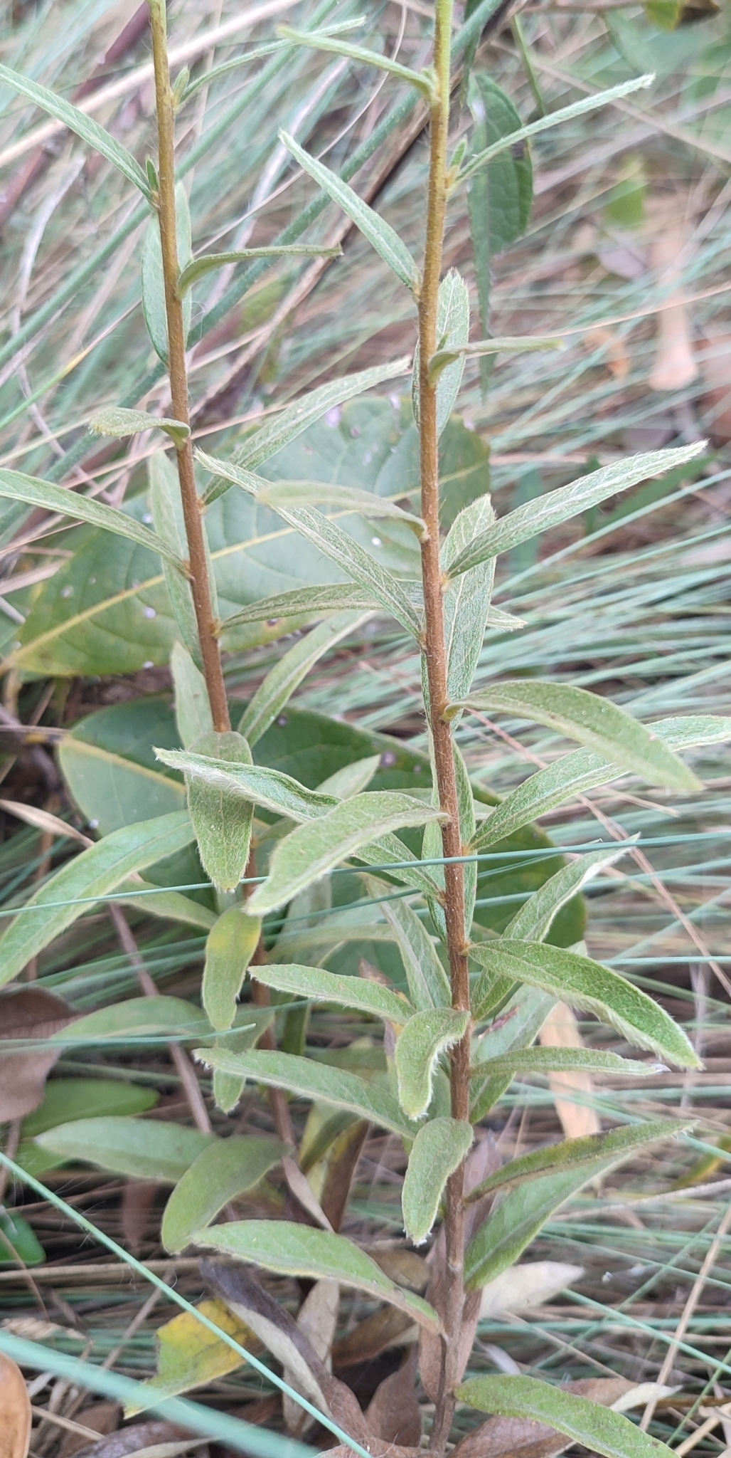 Photo of Trixis glutinosa (4/12)