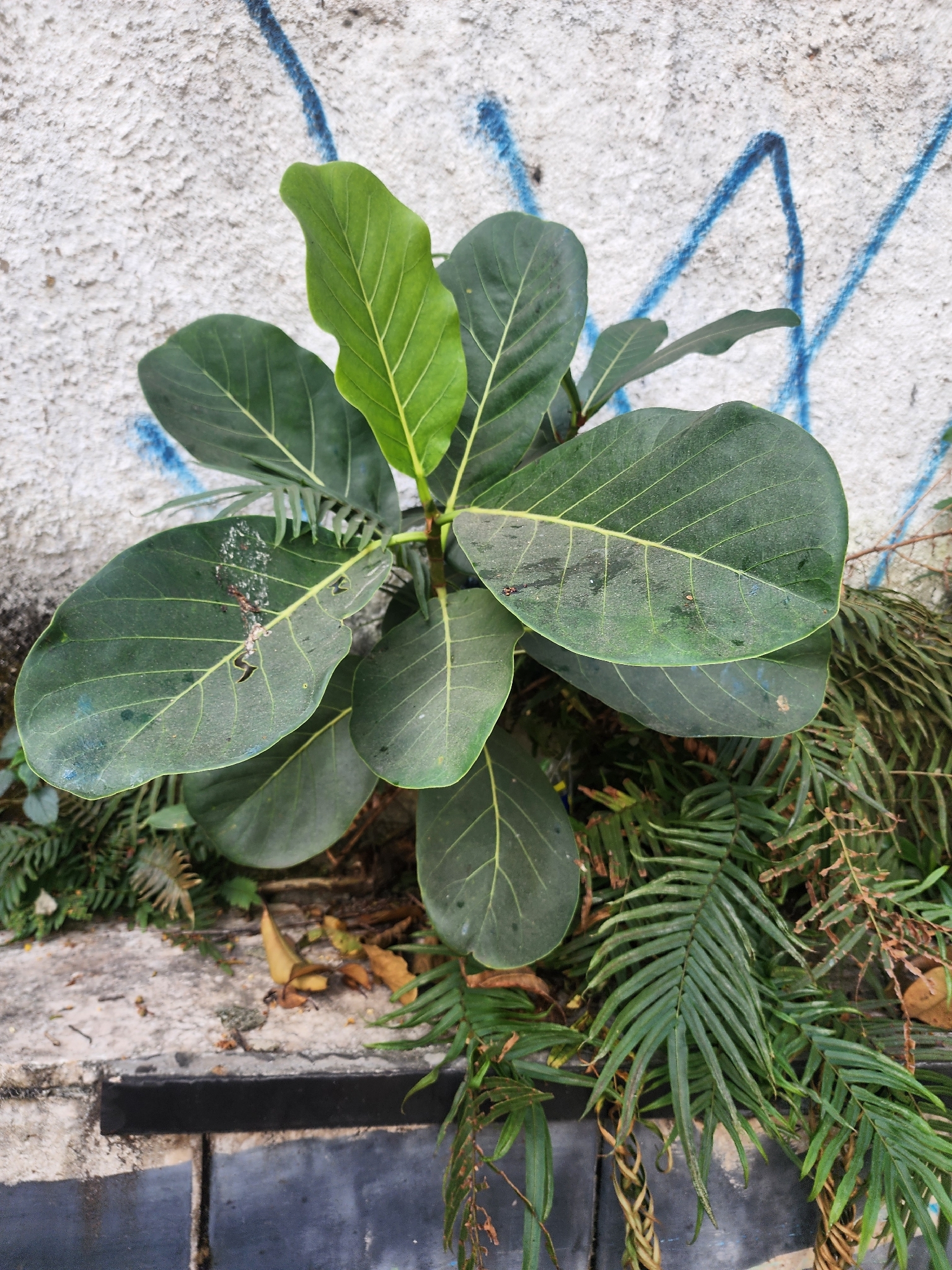 Photo of Ficus obtusifolia (4/11)