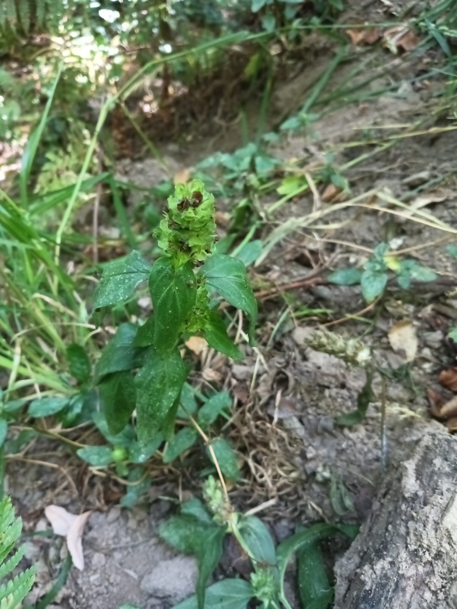 Photo of common selfheal (9/12)