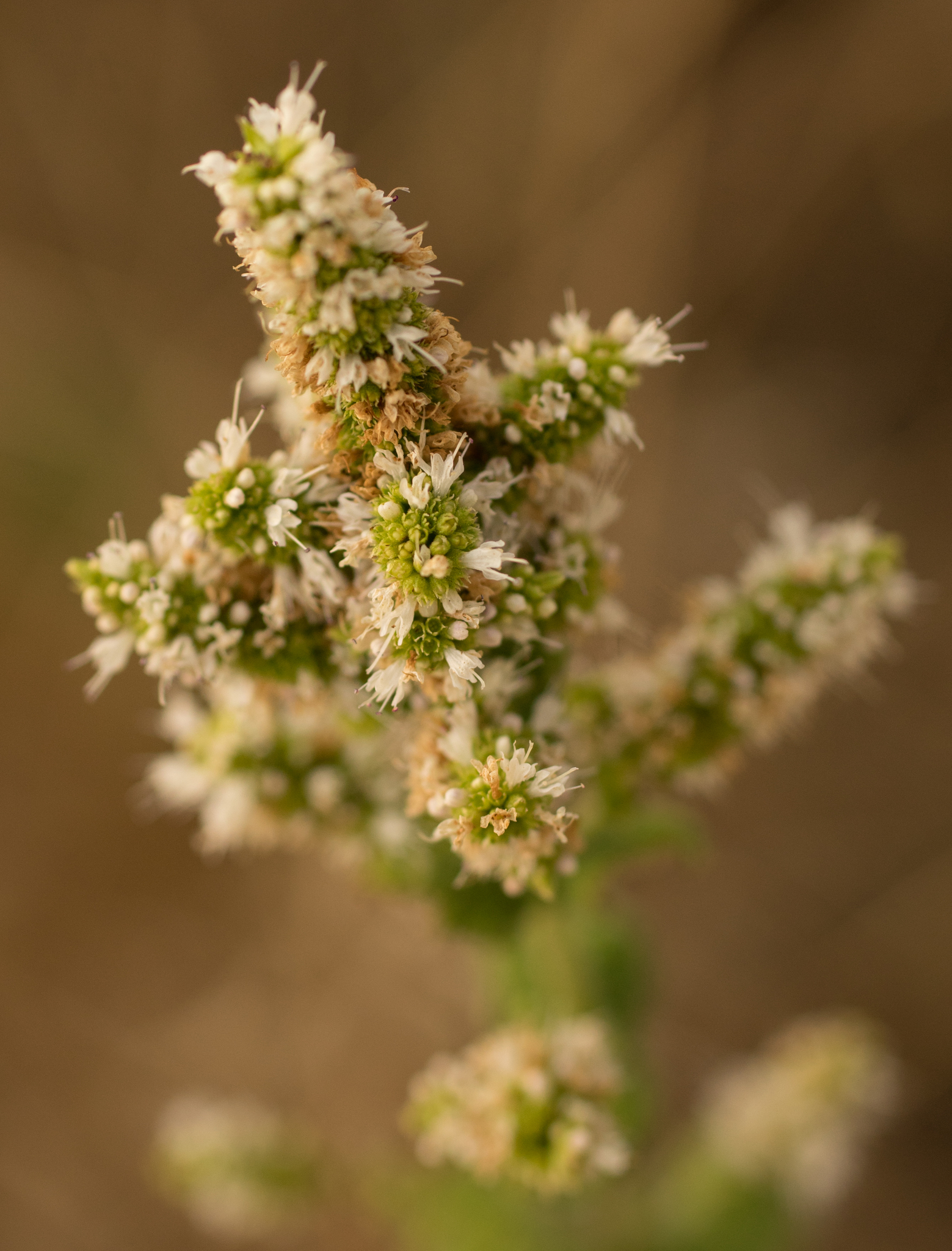 Photo of Apple Mint (2/9)