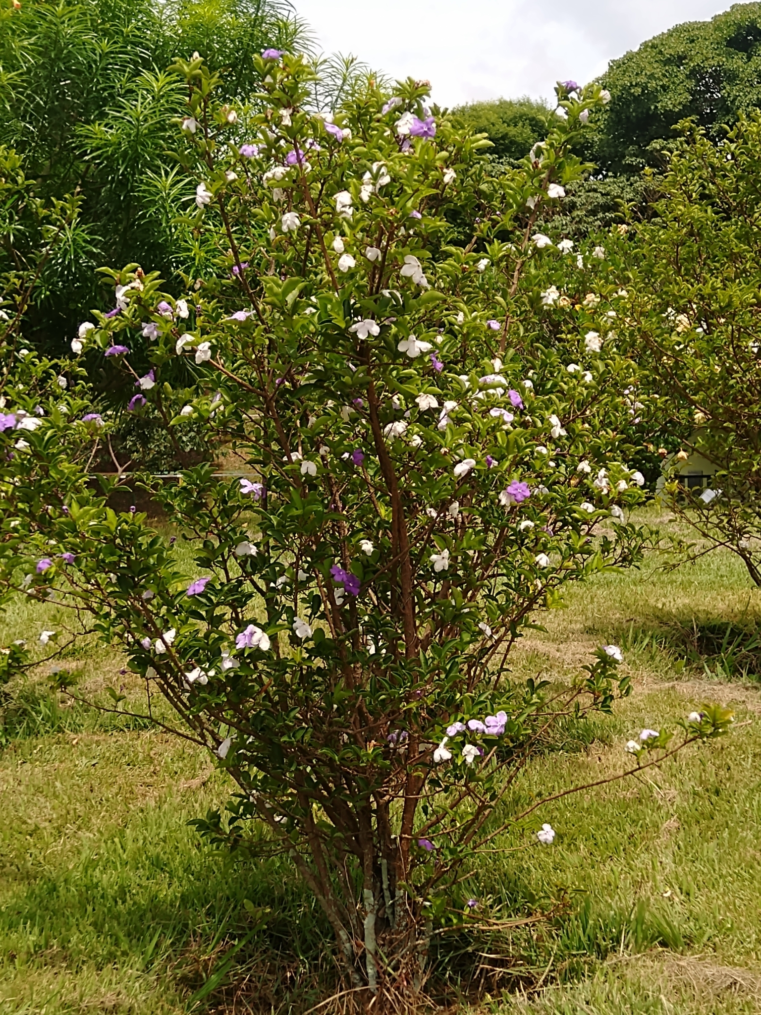 Photo of Brazil raintree (6/8)