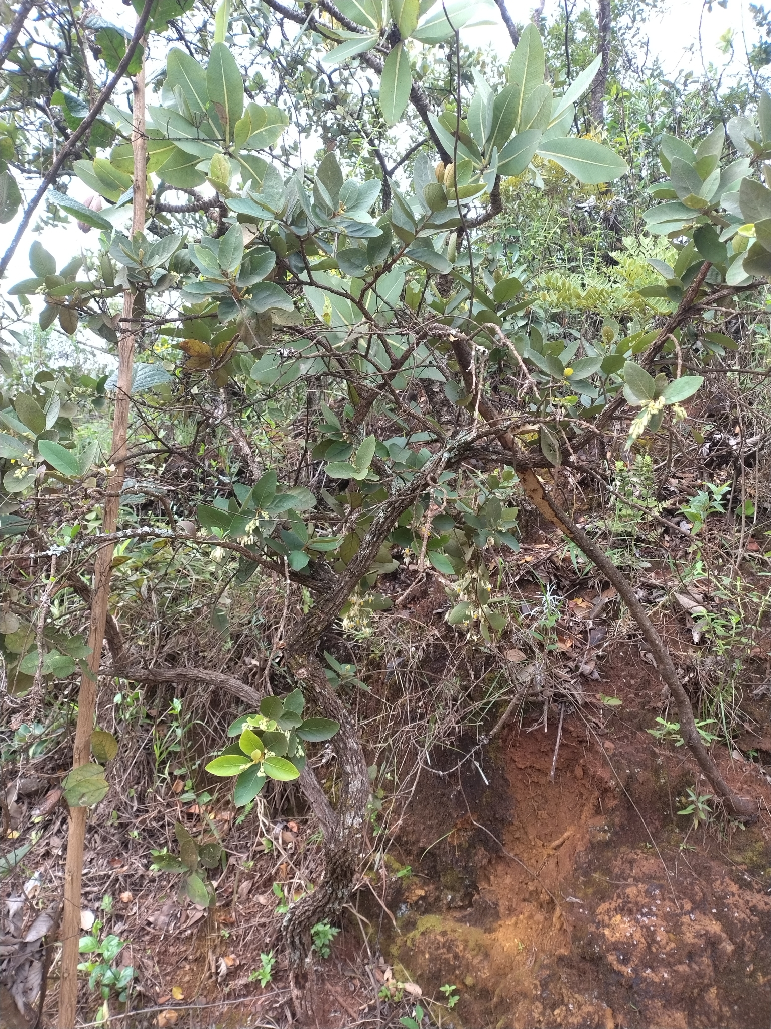 Photo of Styrax ferrugineus (2/5)