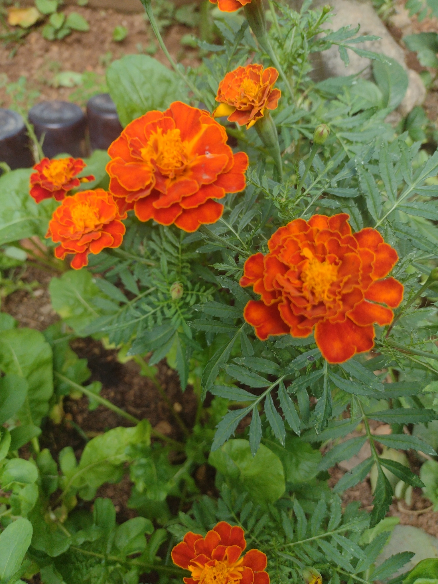 Photo of French marigold (7/8)