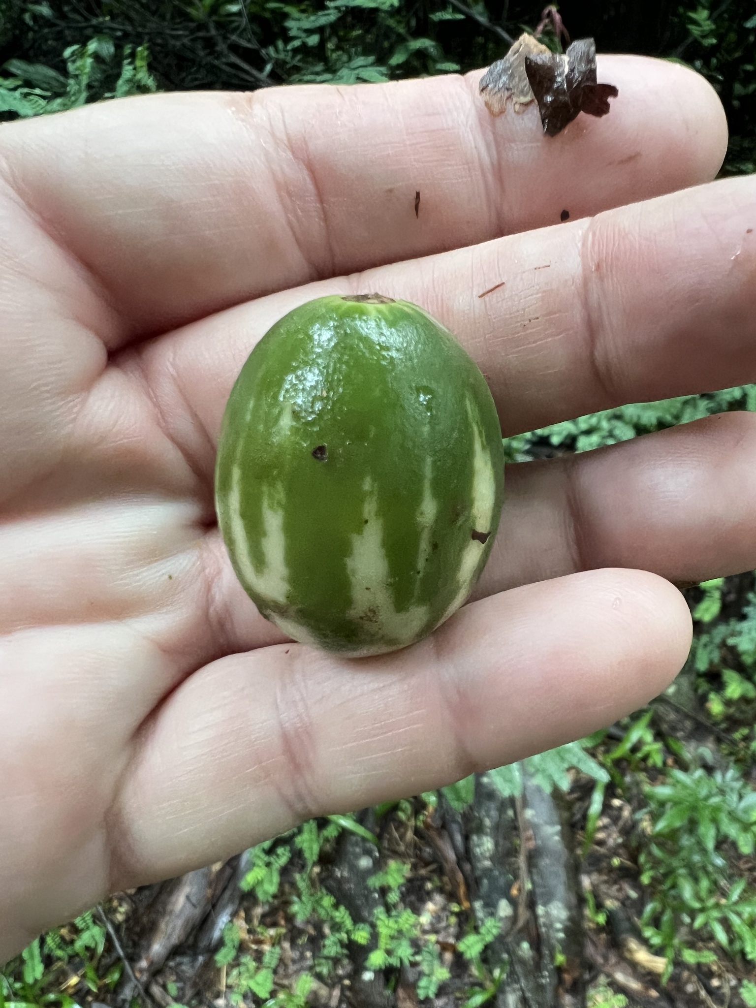 Photo of Solanum palinacanthum (1/7)