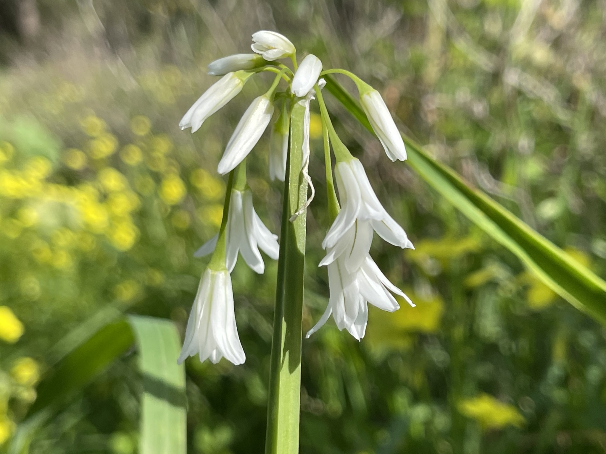 Photo of Three-cornered garlic (3/9)