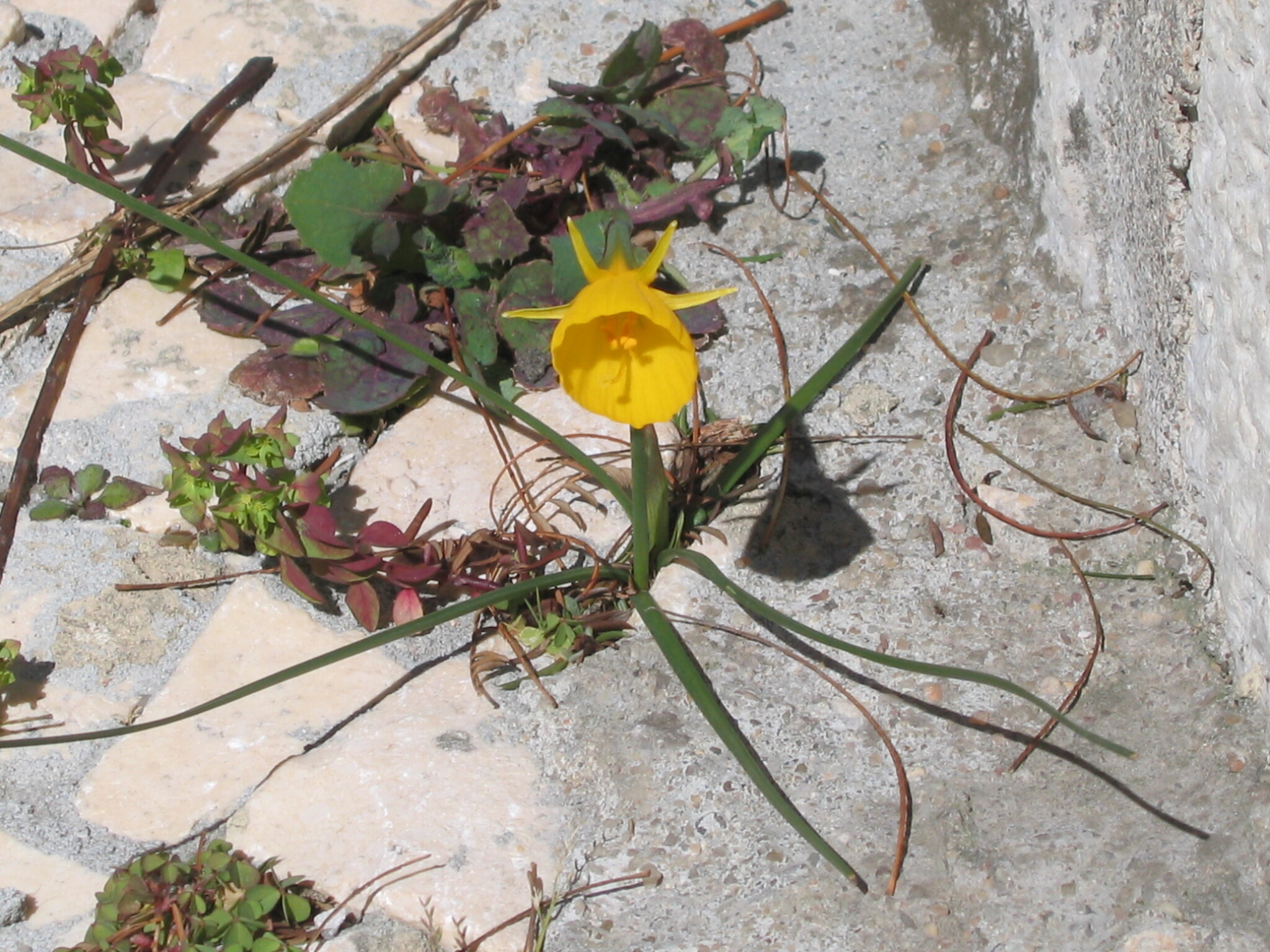 Photo of hoop-petticoat daffodil (1/12)