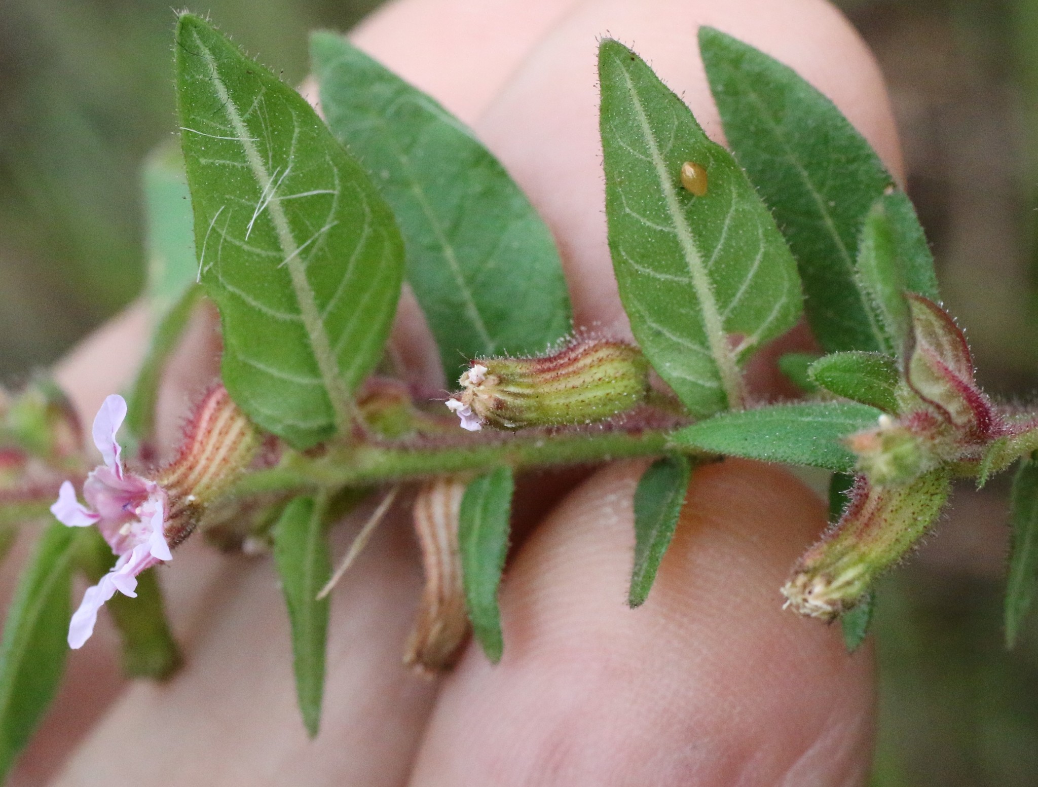 Photo of Cuphea sessiliflora (5/7)