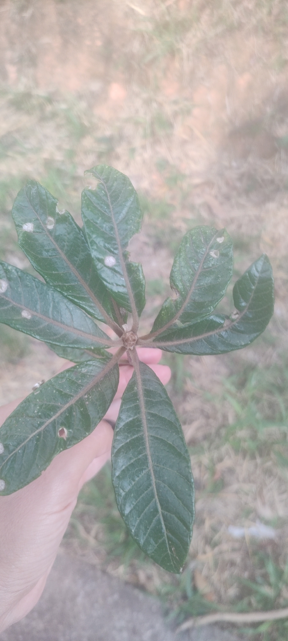 Photo of Aspidosperma tomentosum (10/12)