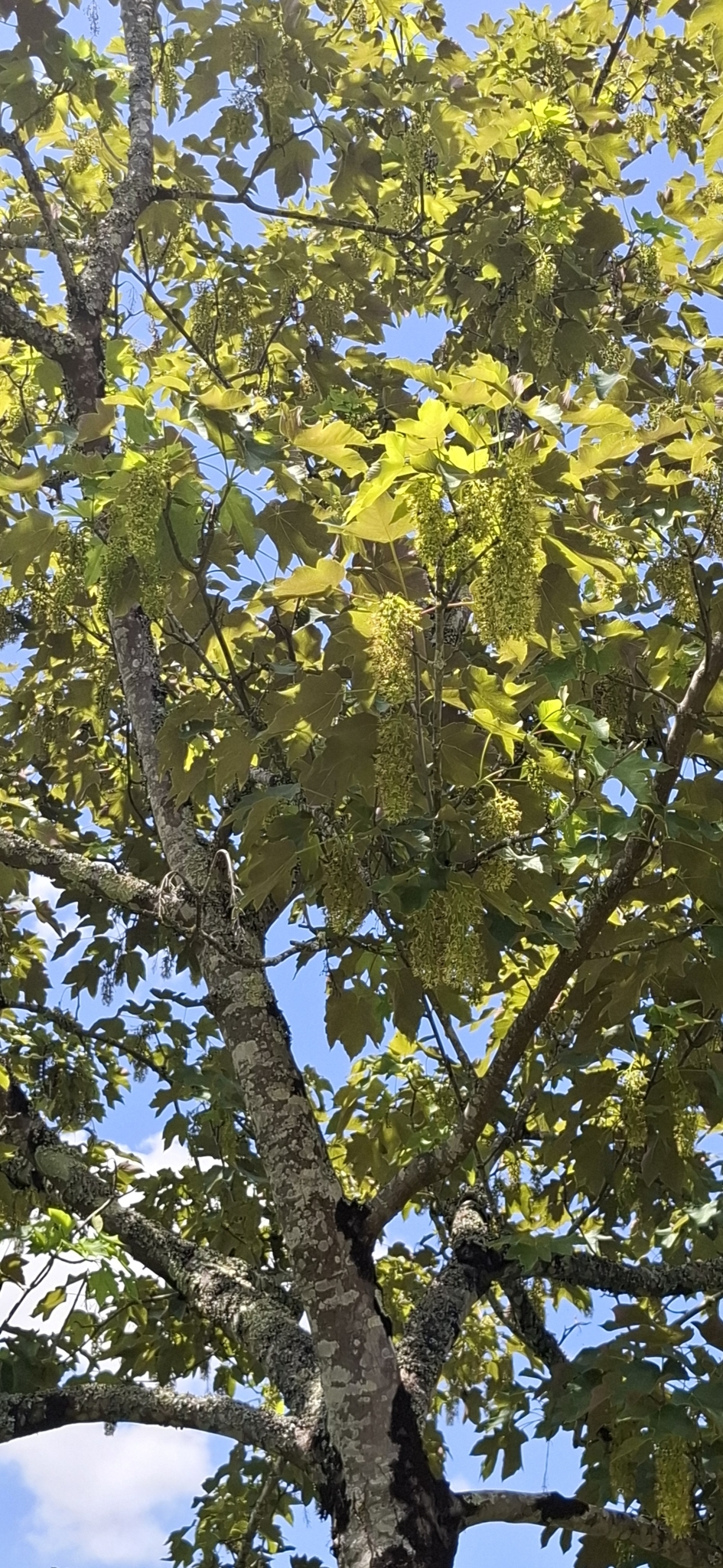 Photo of sycamore maple (1/12)