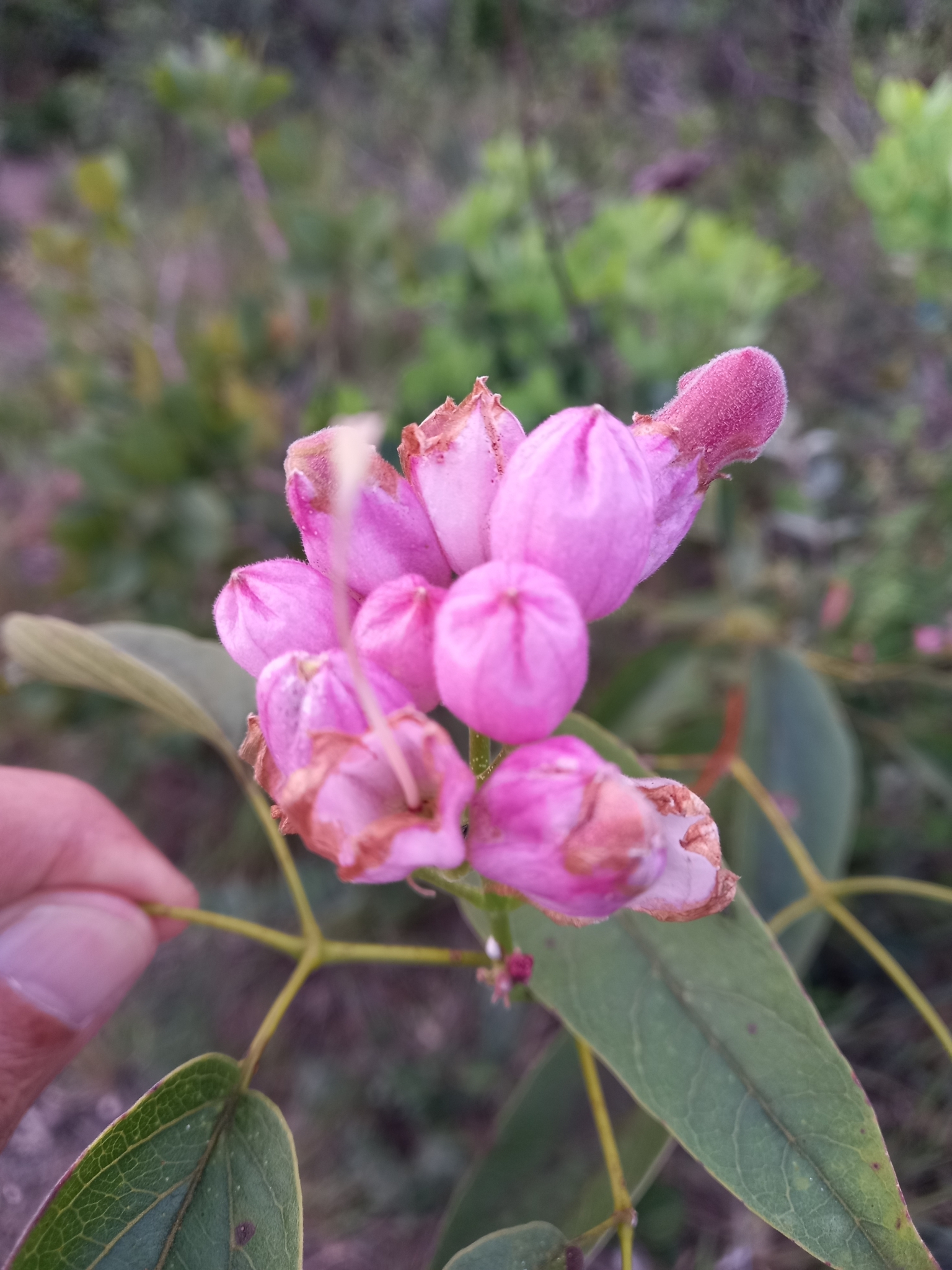 Photo of Cuspidaria (1/5)