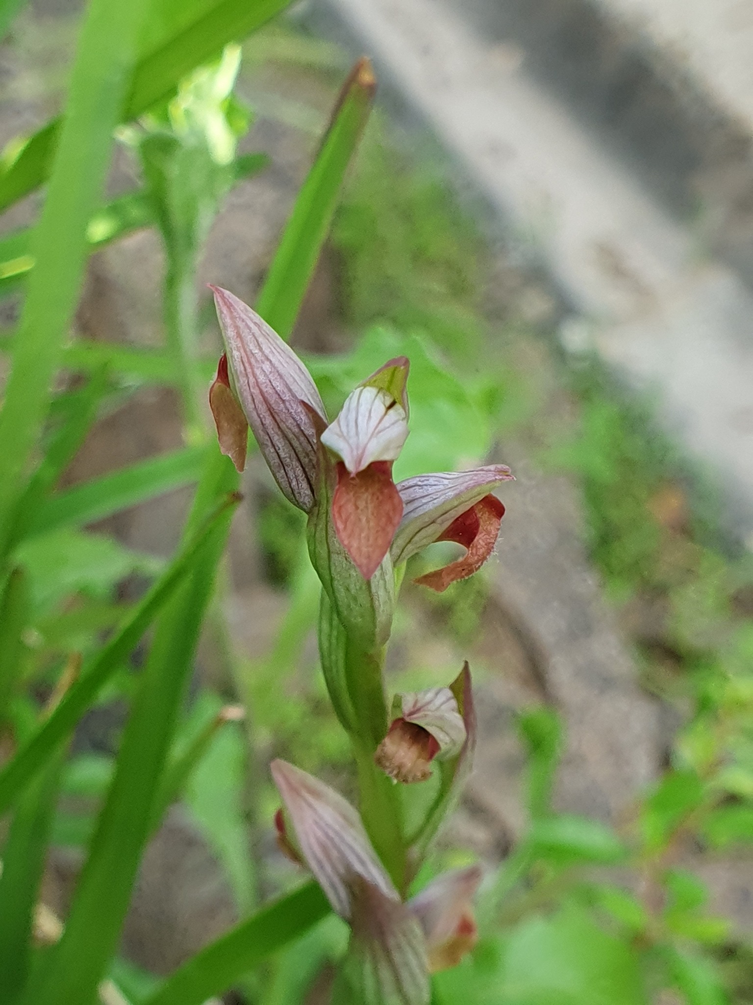Photo of Tongue Orchid (1/12)