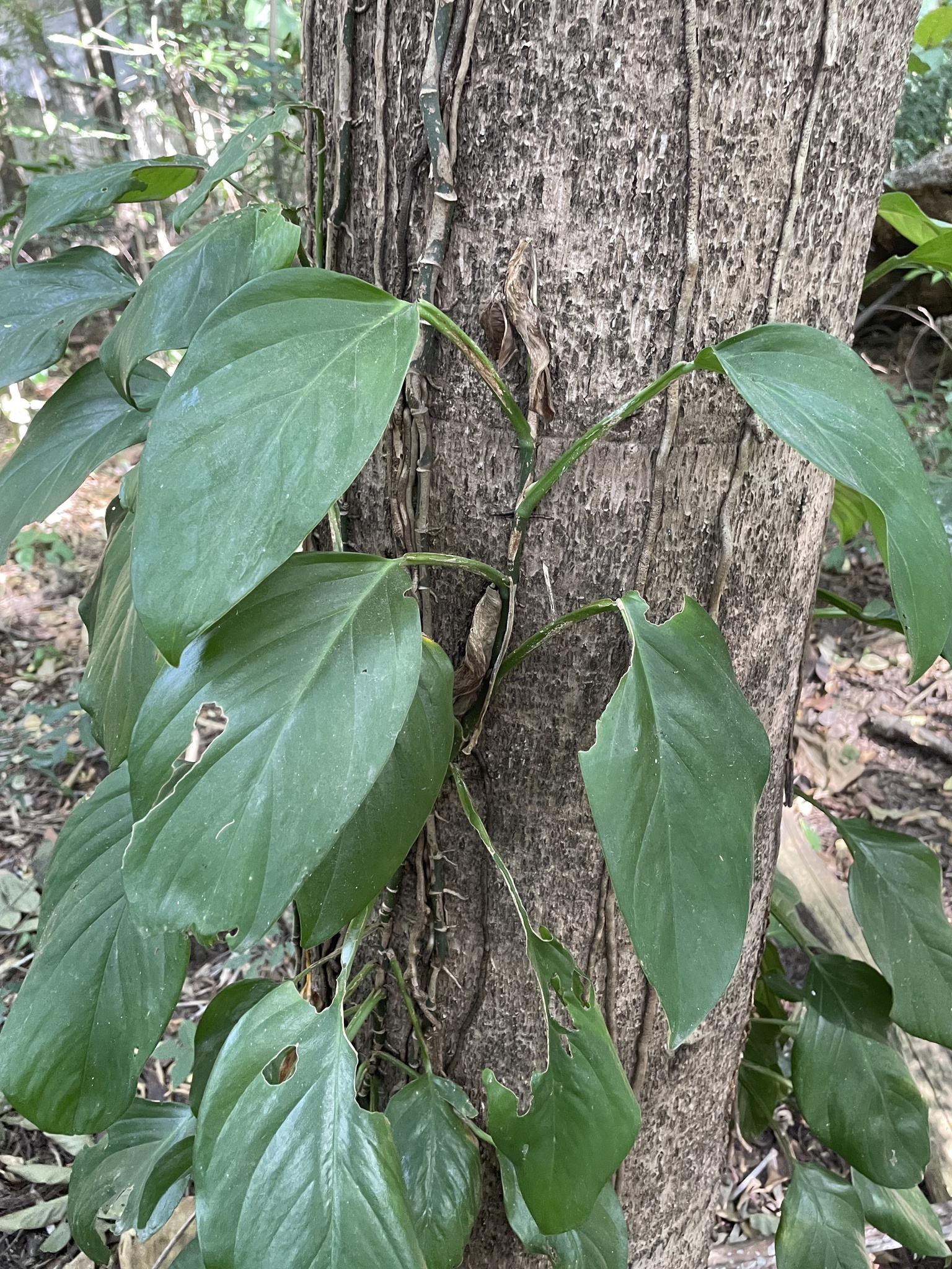 Photo of Monstera adansonii blanchetii (6/8)