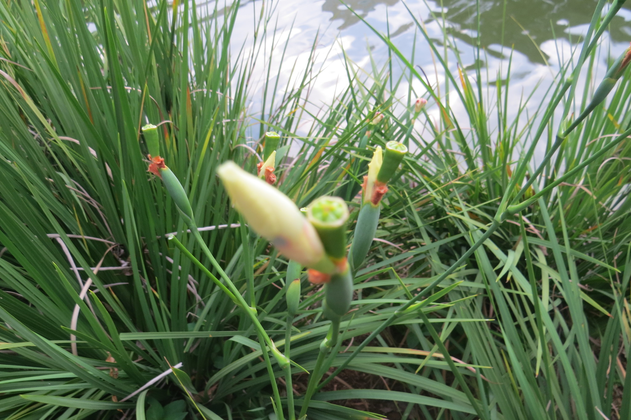 Photo of Yellow Fortnight Lily (6/10)