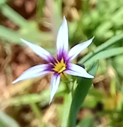 Photo of Blue Pigroot (1/8)