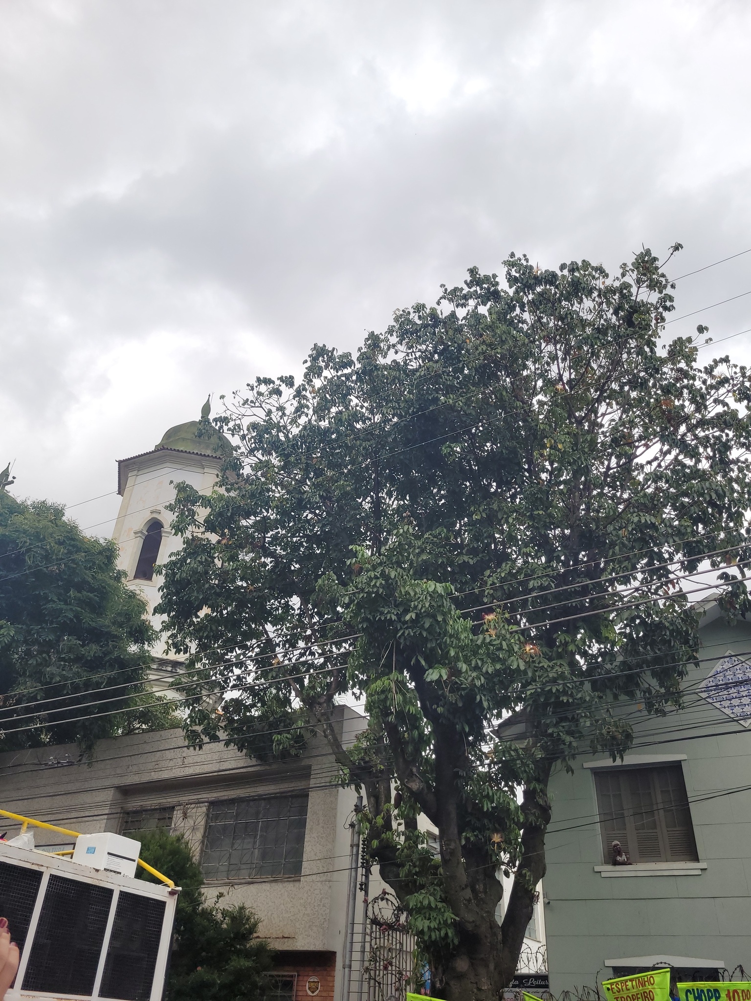 Photo of provision tree (2/12)