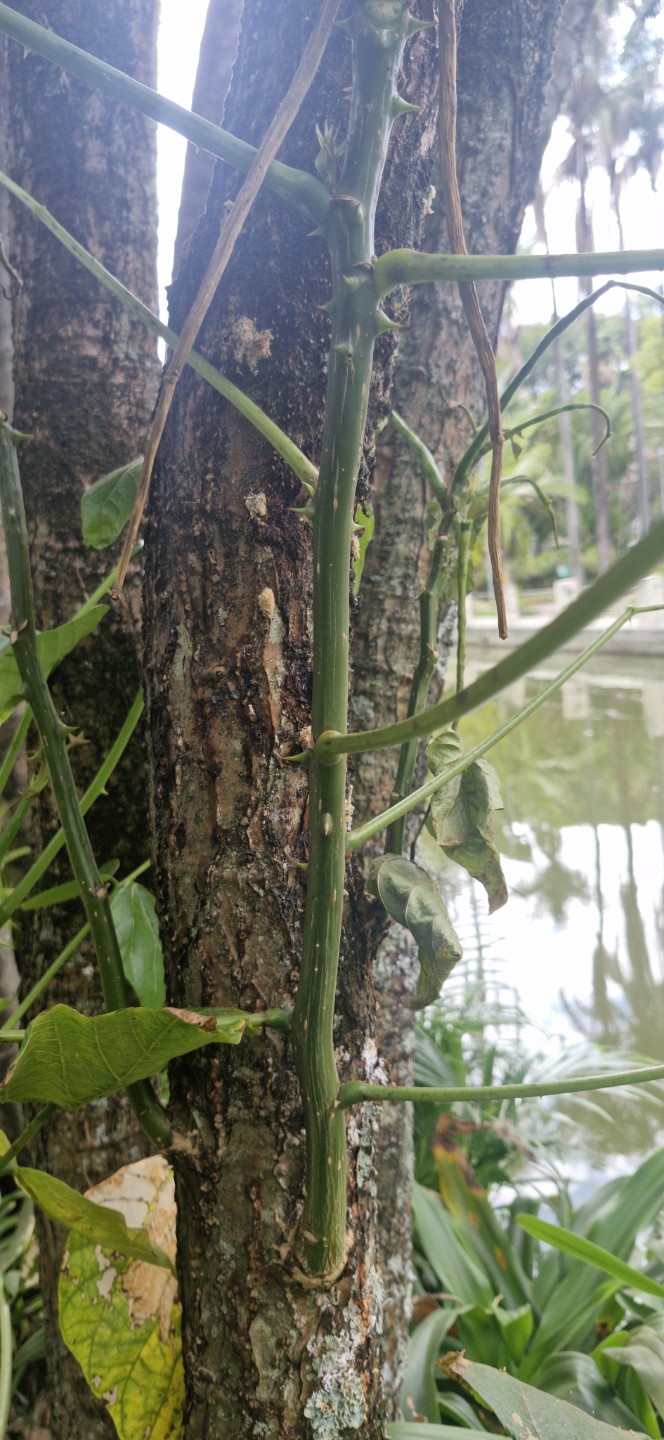 Photo of Magnoliopsida (2/6)