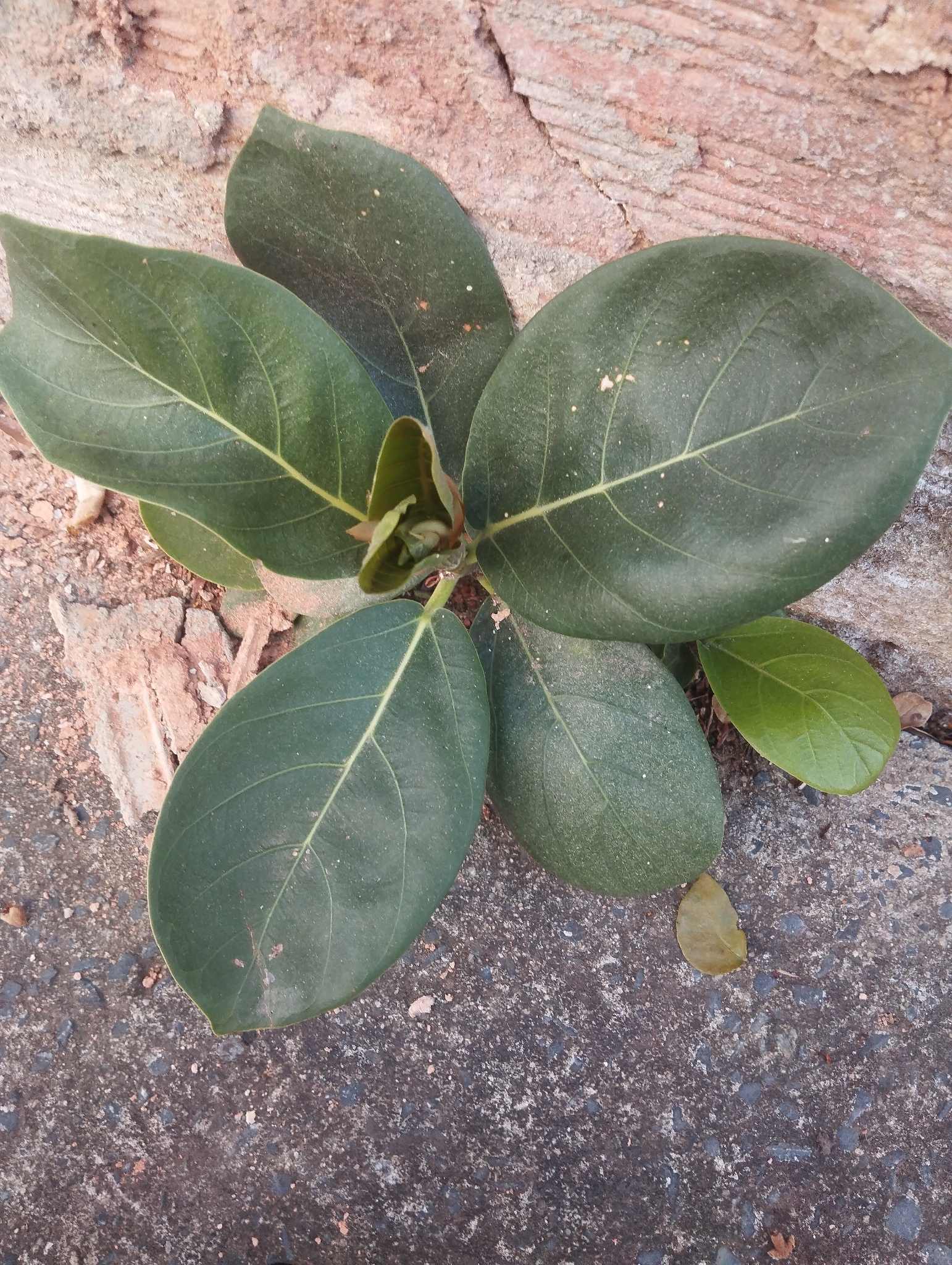 Photo of Ficus obtusifolia (1/11)