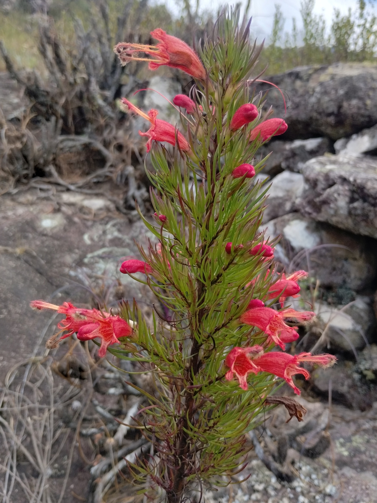 Photo of Esterhazya splendida (2/10)