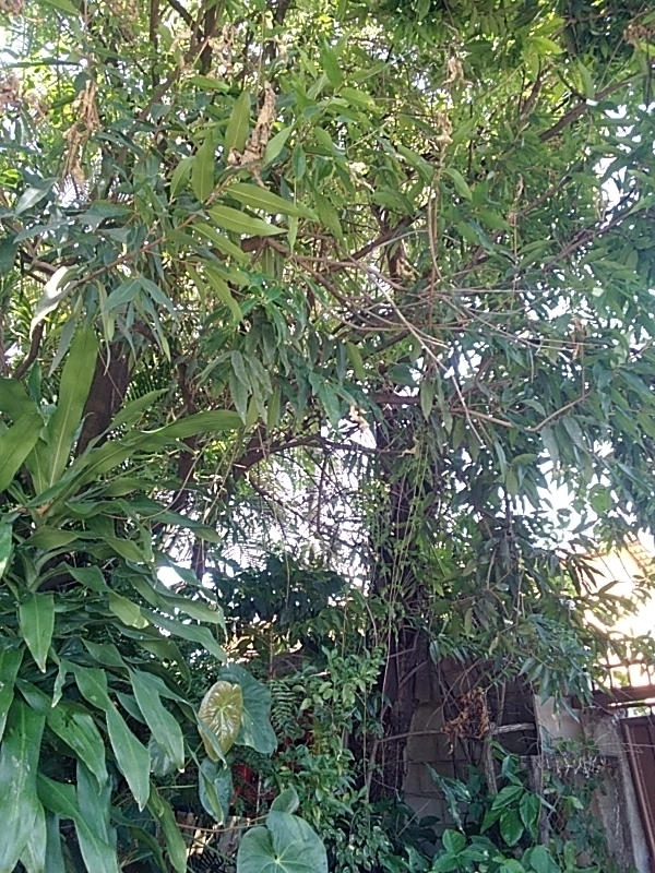 Photo of Indian mango (4/12)