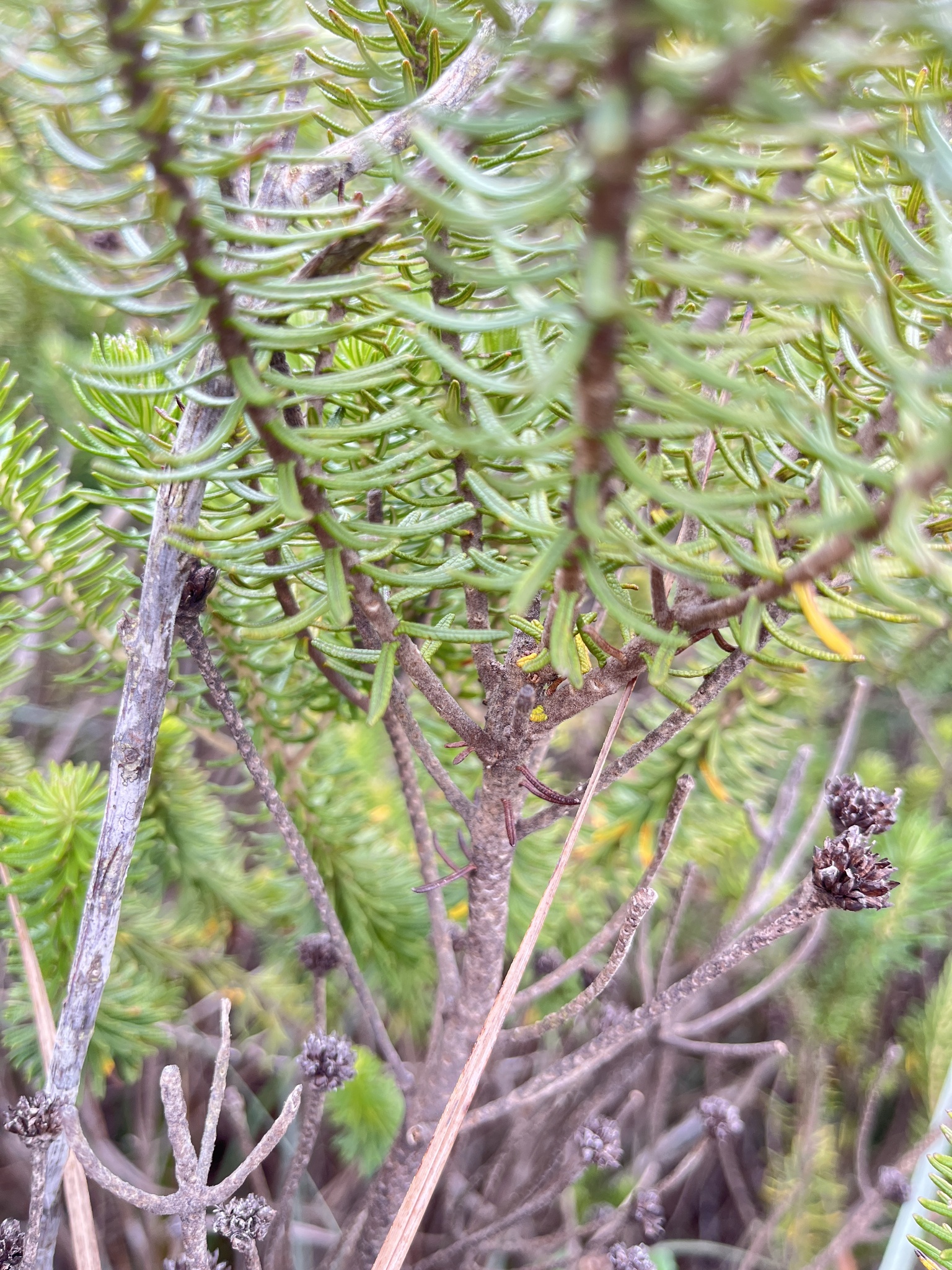 Photo of Lychnophora pinaster (7/12)