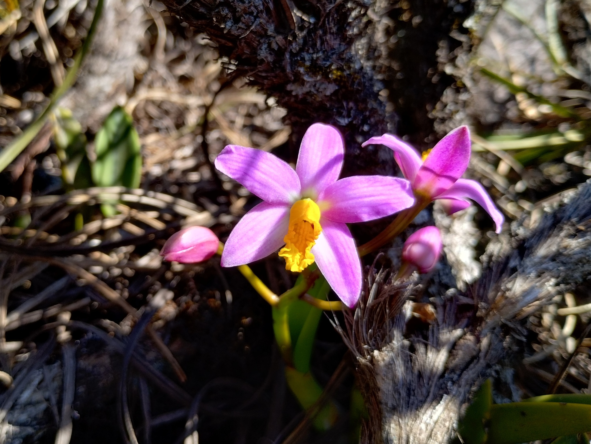 Photo of Cattleya longipes (9/9)