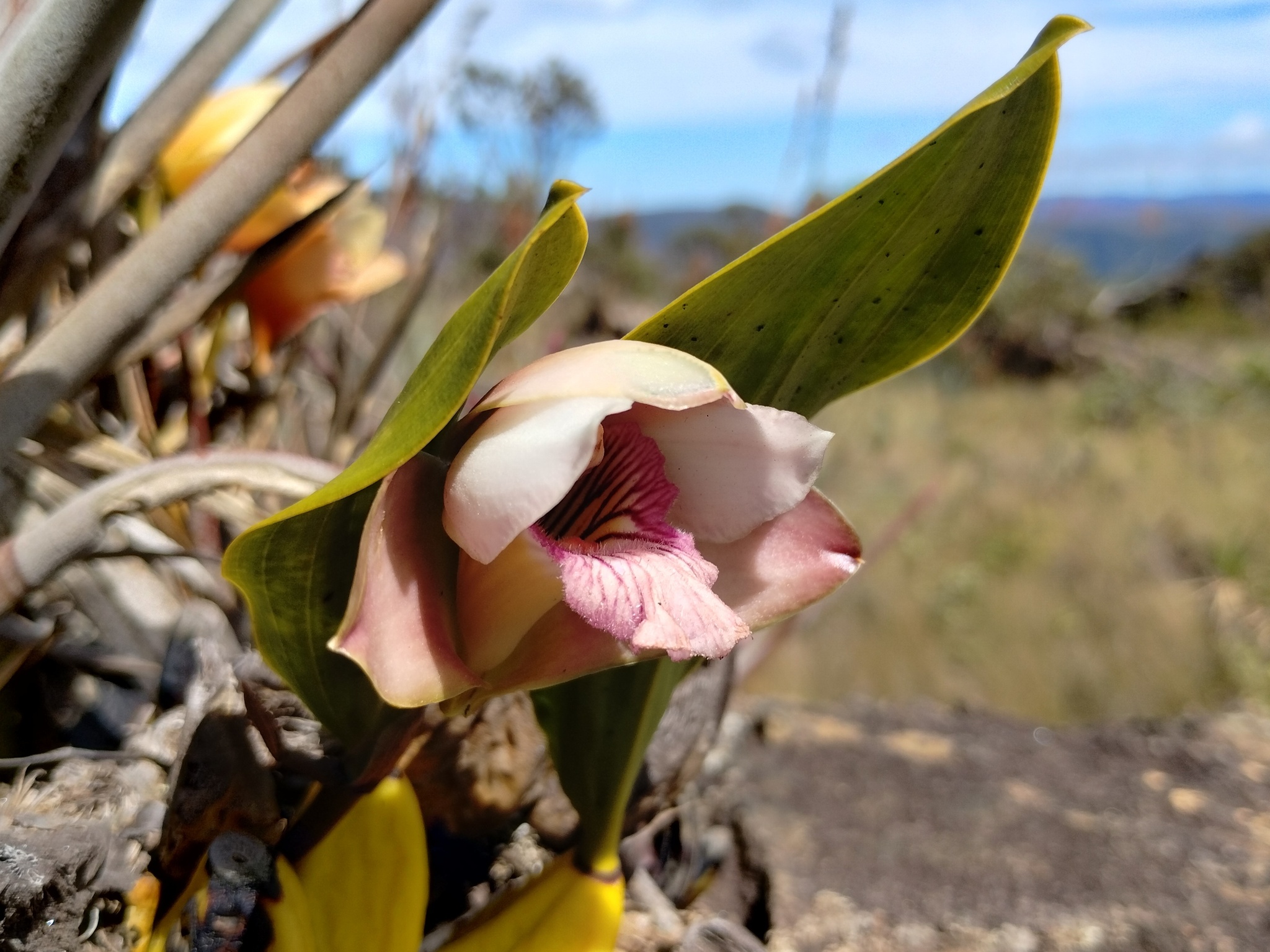 Photo of Bifrenaria harrisoniae (2/10)