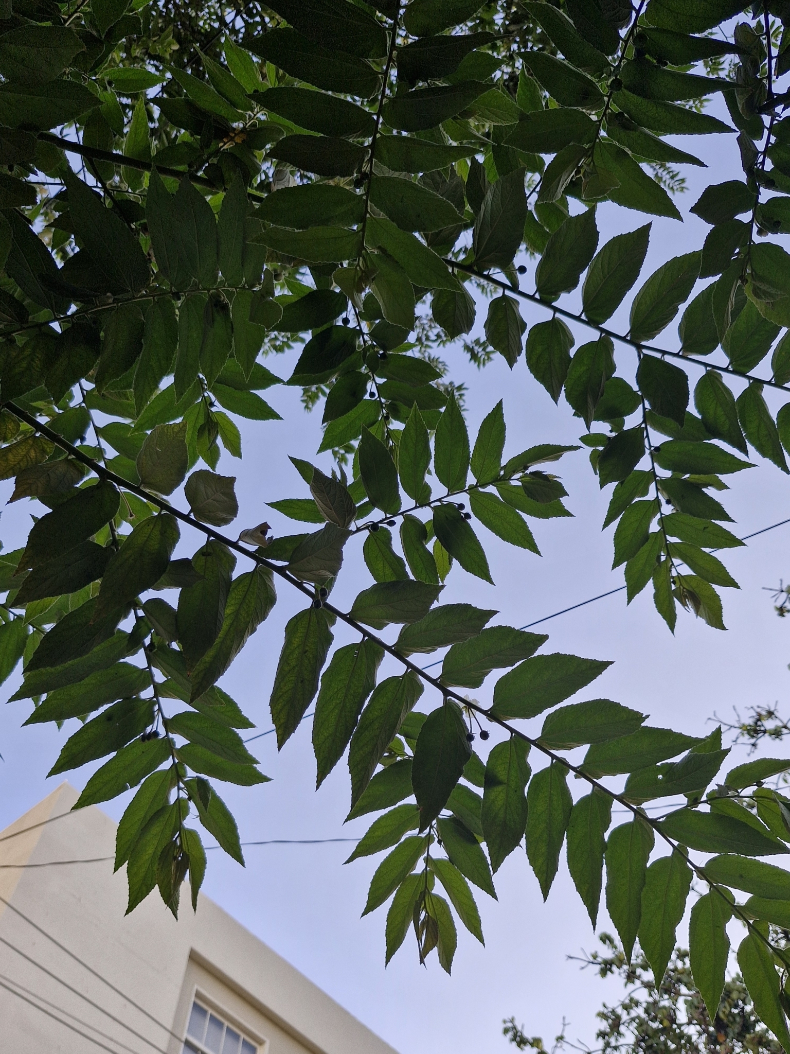 Photo of calabur tree (1/5)