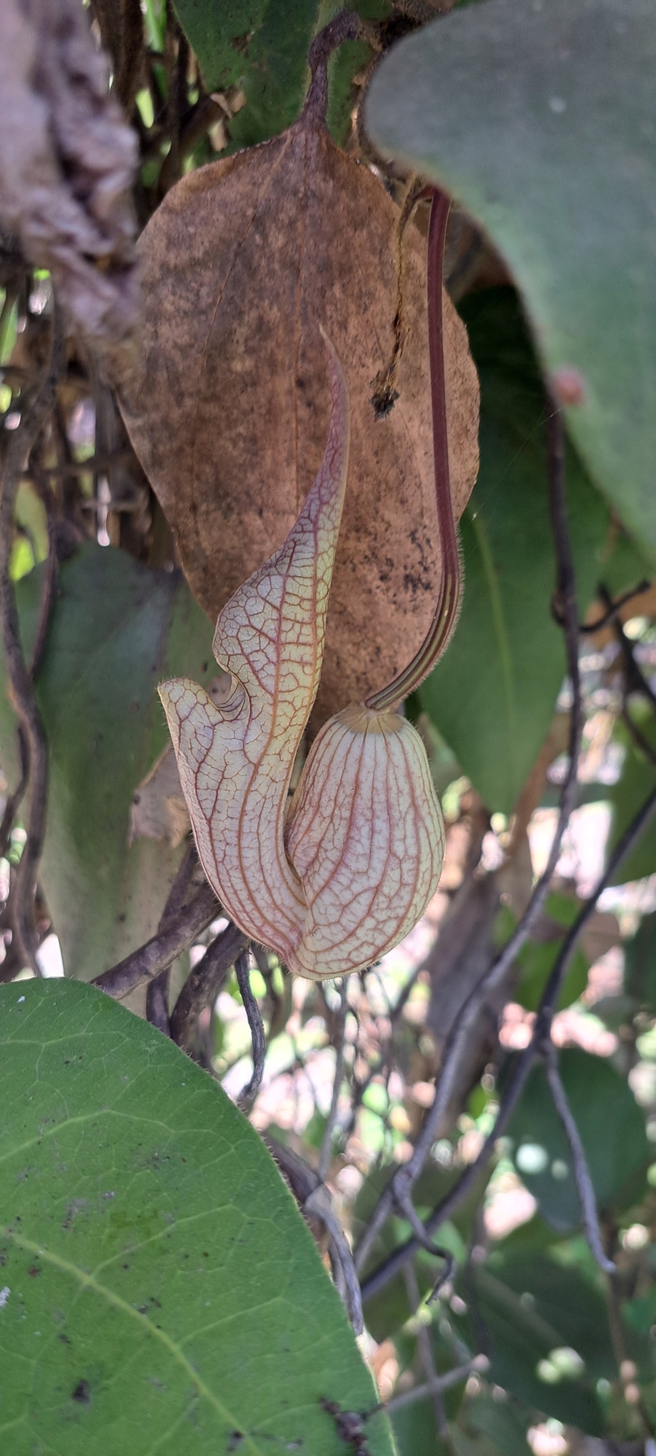Photo of Brazilian Dutchman's Pipe (15/15)