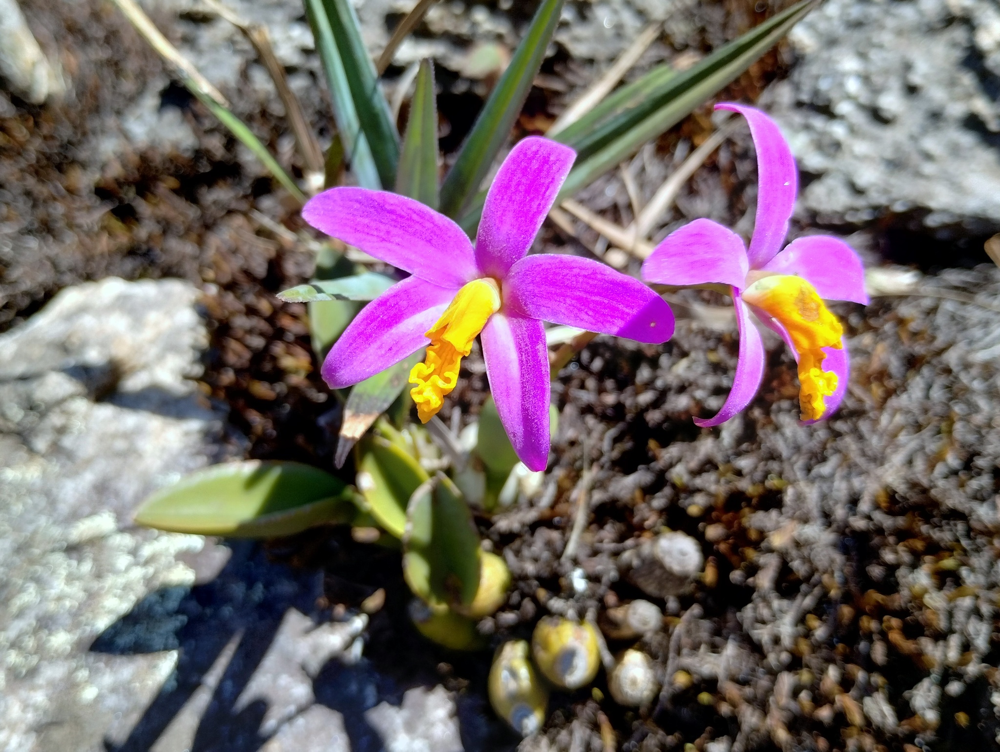 Photo of Cattleya longipes (4/9)
