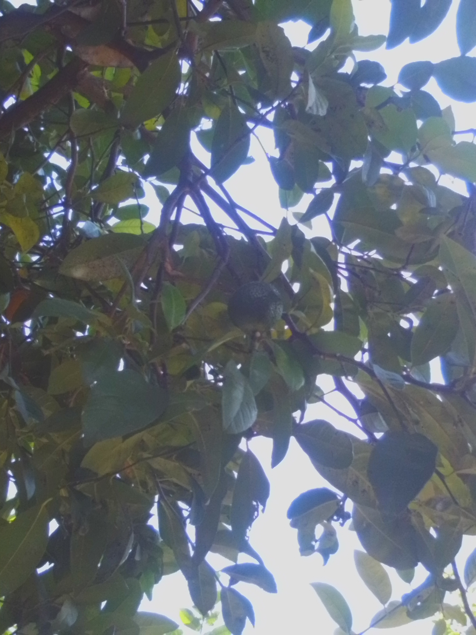 Photo of Brazilian Guava (10/10)