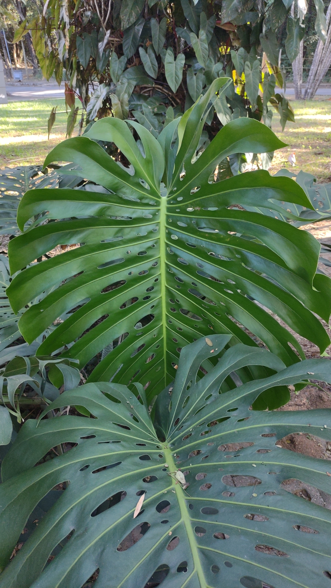Photo of Swiss Cheese Plant (6/12)