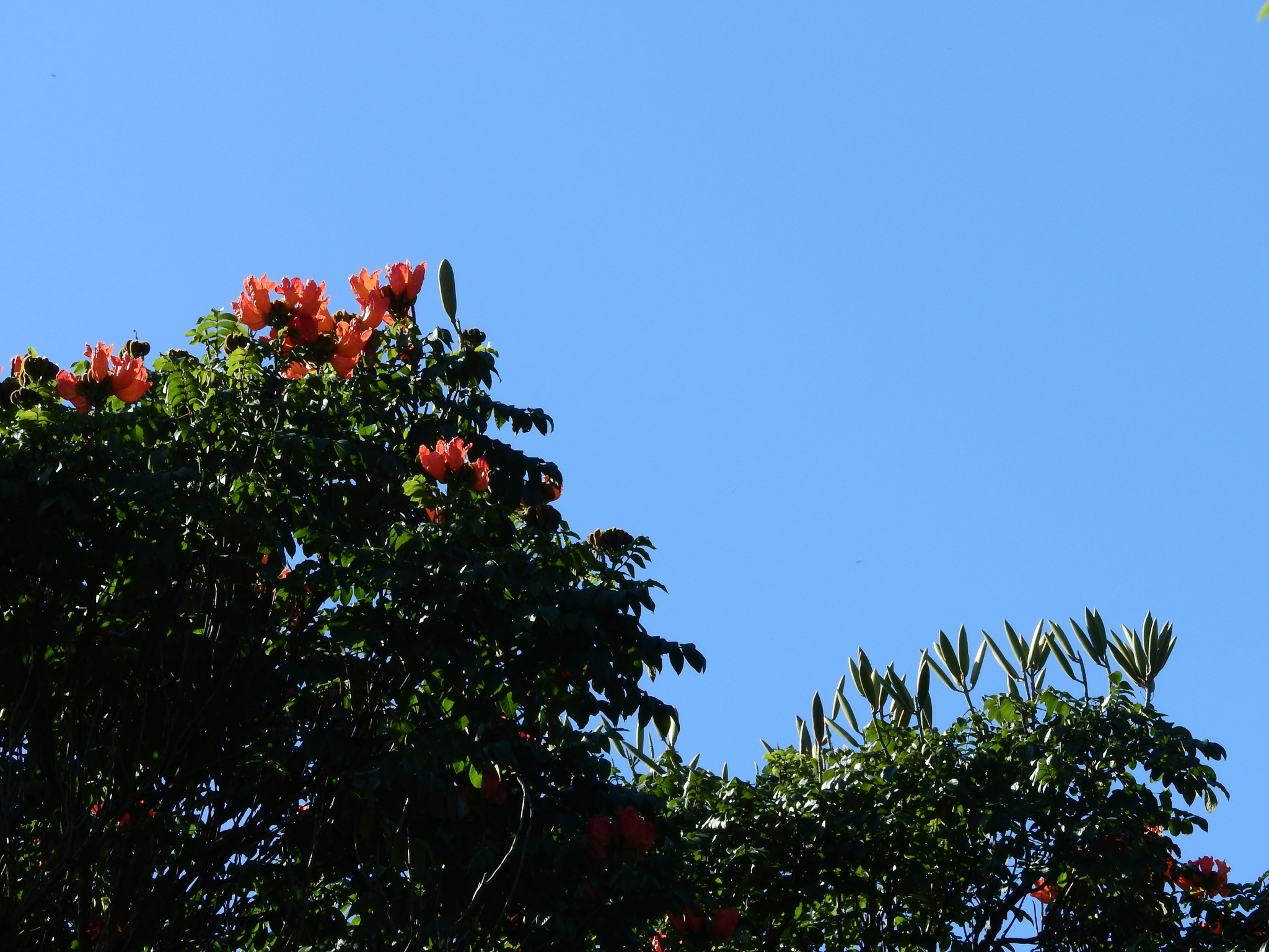 Photo of African tulip tree (8/12)